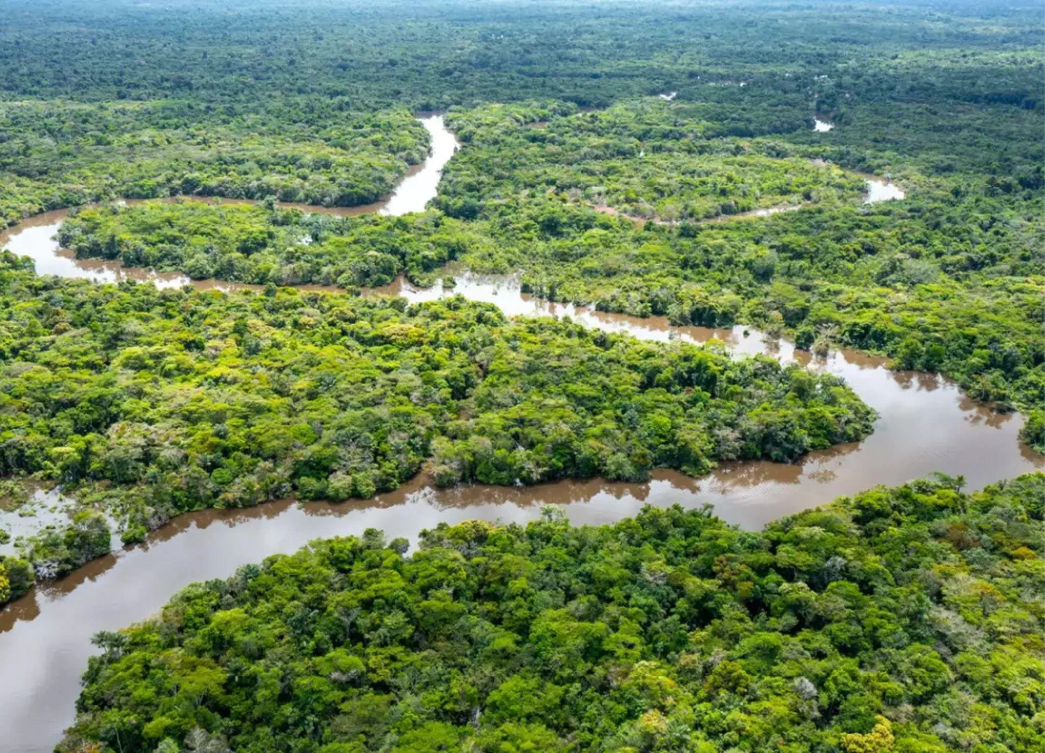 Vogelperspektive auf einen Fluss, der sich durch einen dichten, grünen Regenwald winds.