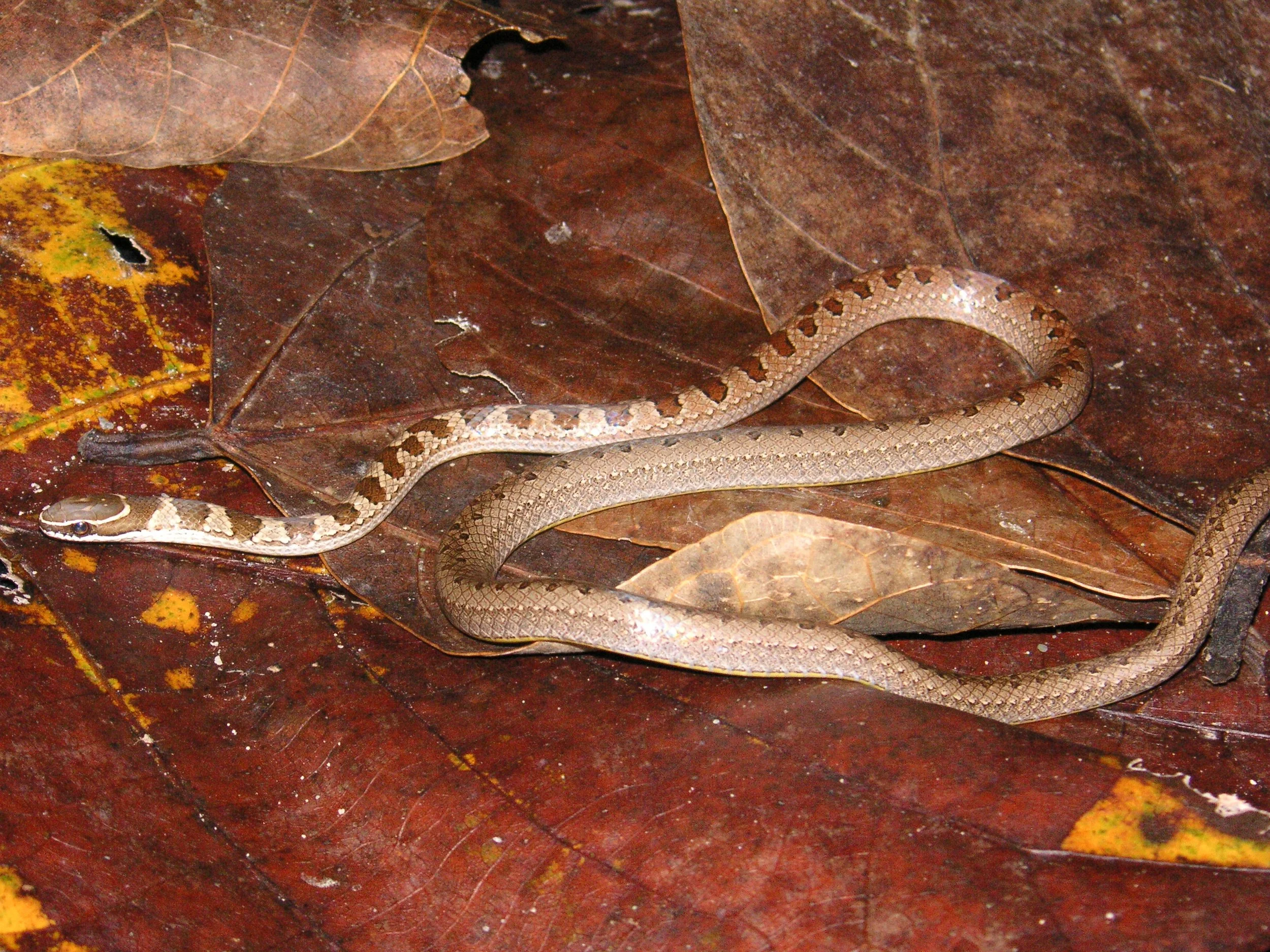 Reptilien Martin Jansen Bermejo 011.jpg
