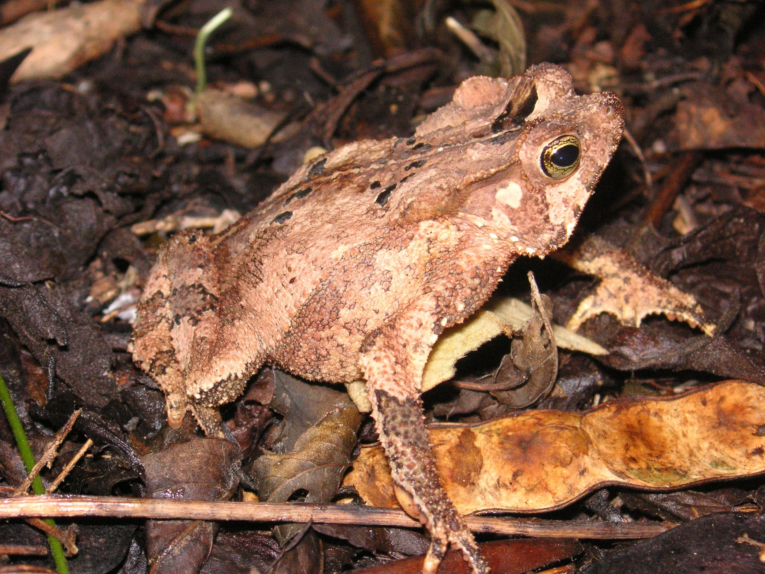 Reptilien Martin Jansen Bermejo 007.jpg