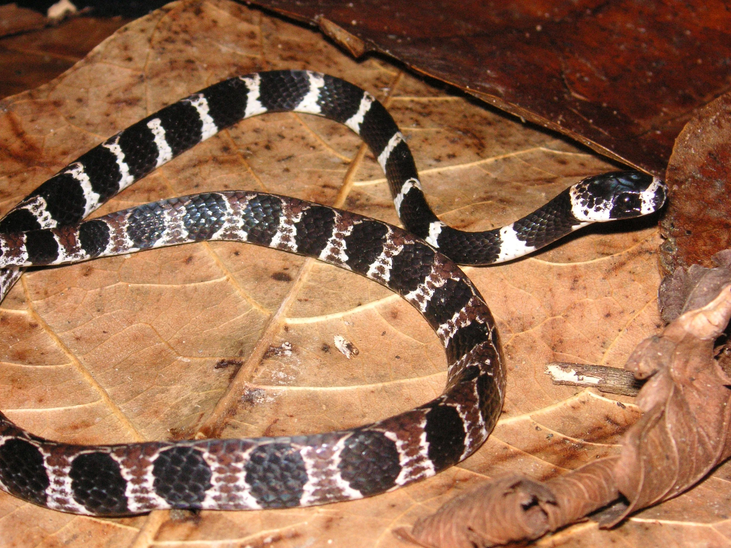 Reptilien Martin Jansen Bermejo 010.jpg