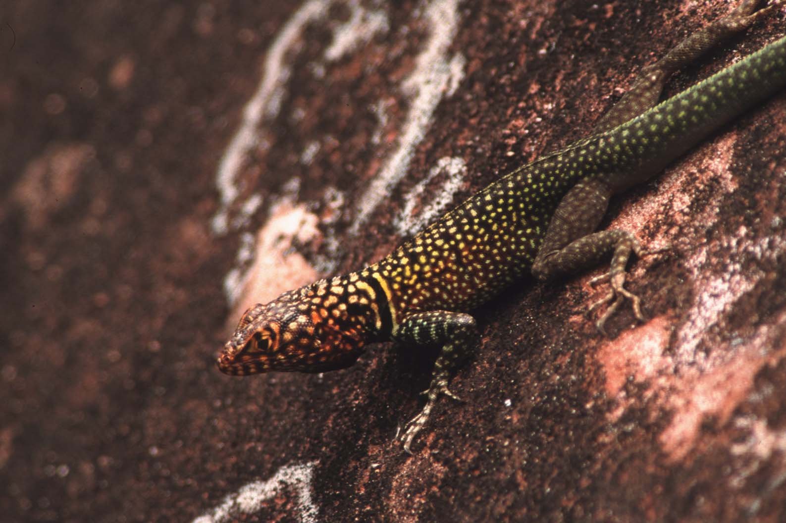 Eine geckoartige Eidechse auf einer rauen, braunen Oberfläche mit weißen Flecken.
