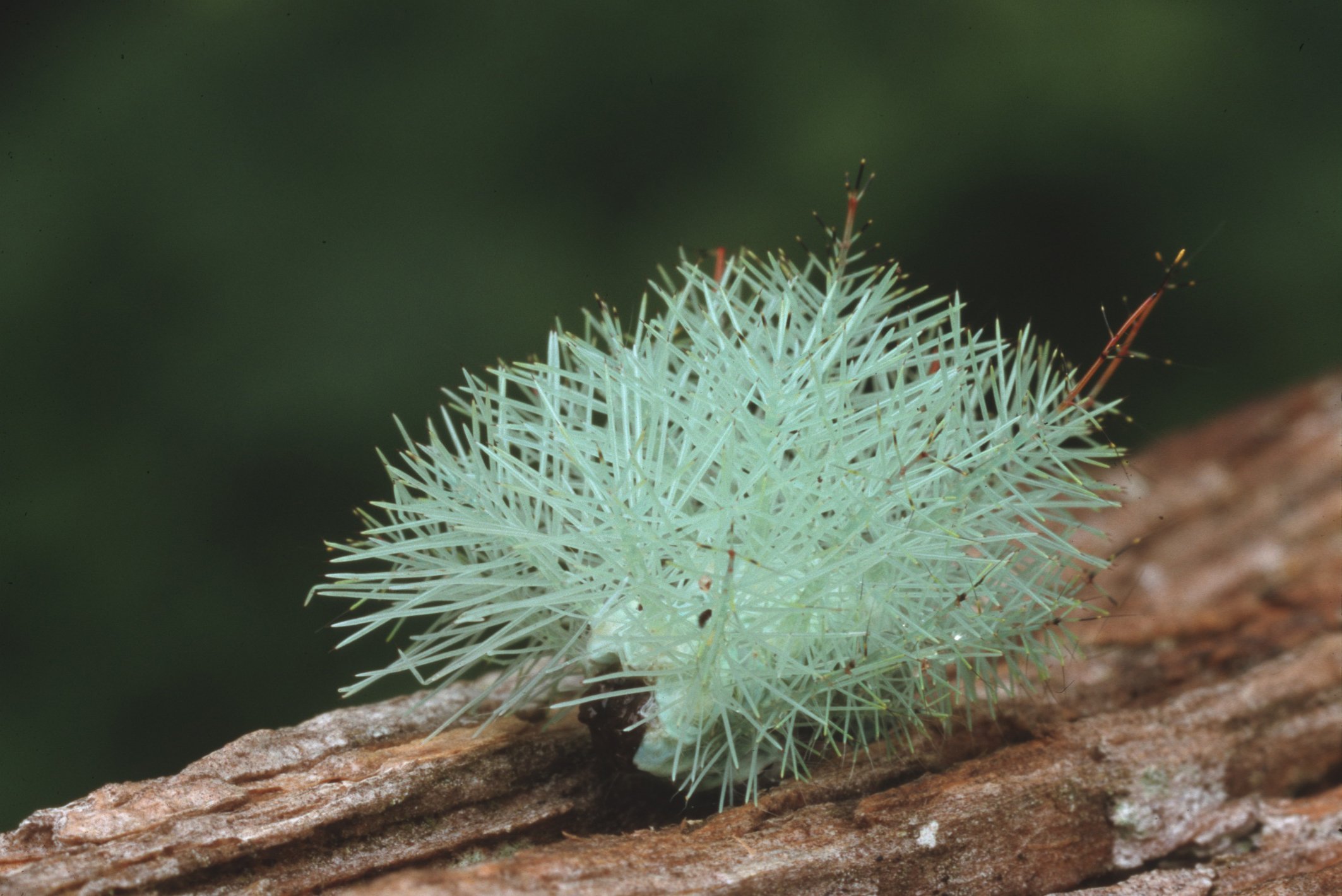 Weiße Schmetterlingsraupe mit langen, feinen Haaren auf Baumrinde