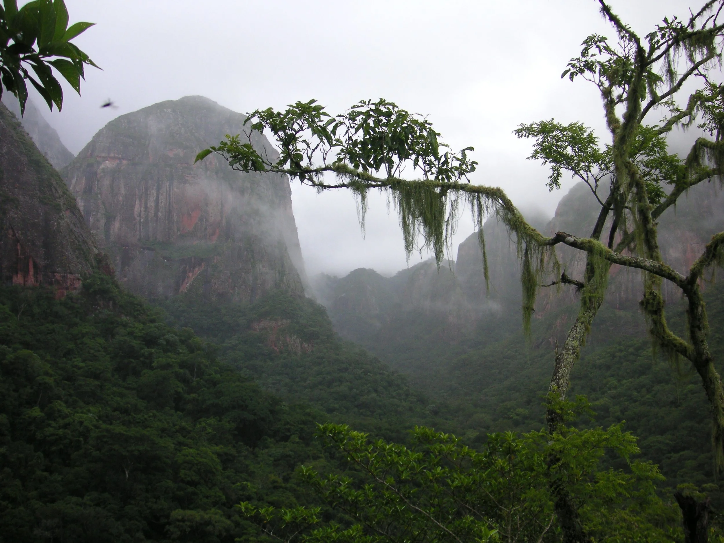 Grüner Dschungel mit bewaldeten Bergen im Nebel, Mondsichel hängt im Himmel