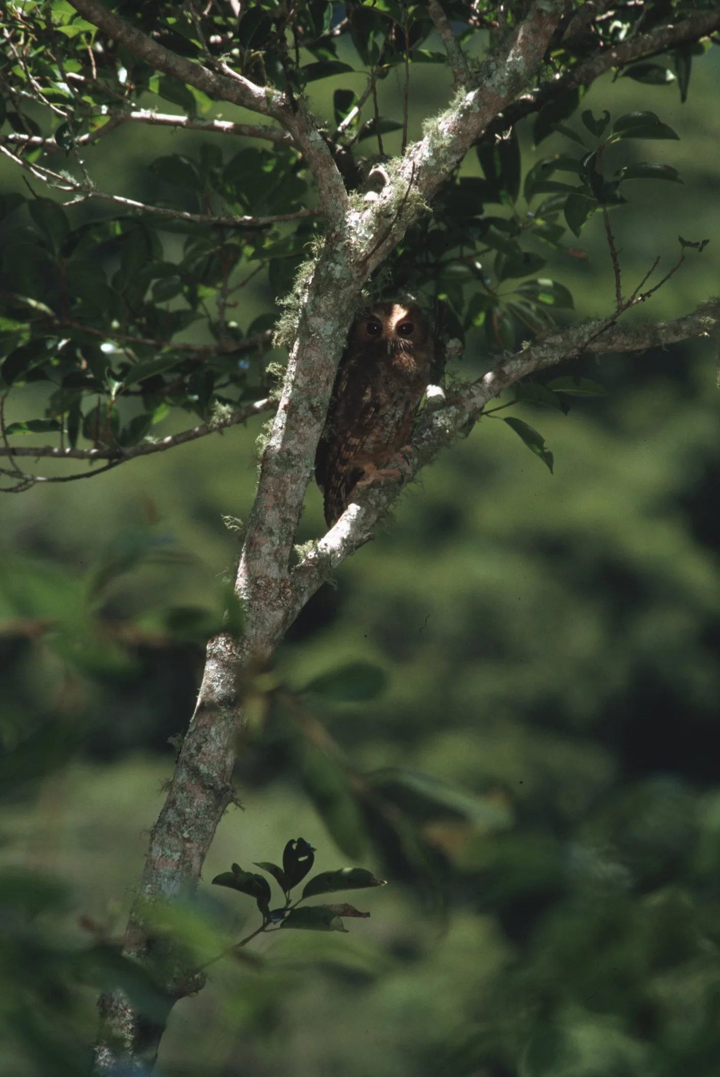 Eulenjunges versteckt sich im Baum, umgeben von grünen Blättern, in einem Wald.