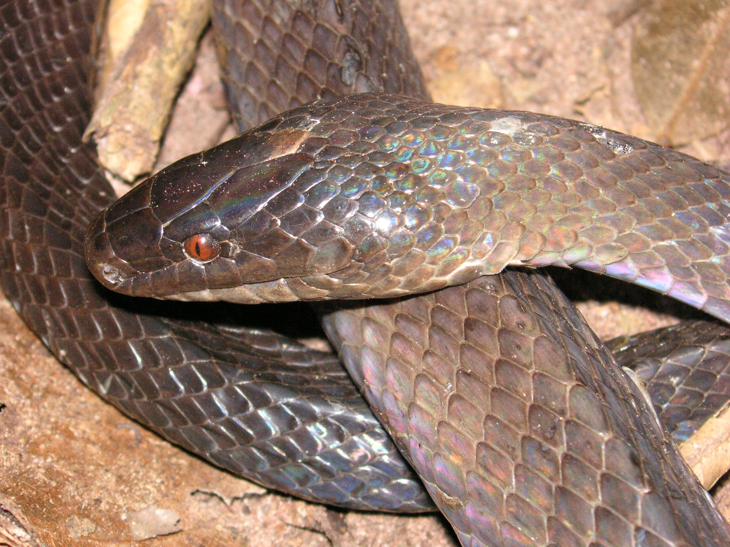 Reptilien Martin Jansen Bermejo 020.jpg