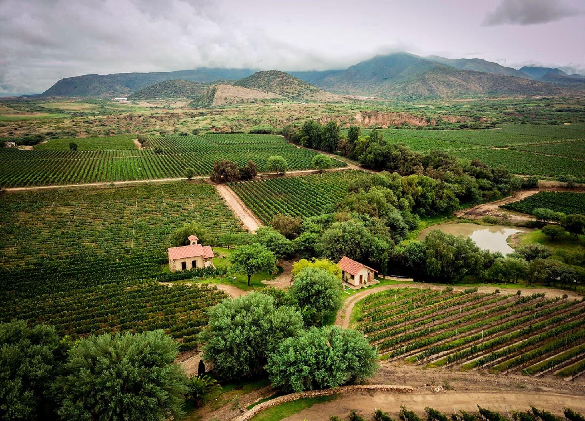 Landschaft mit Weinbergen, kleinen Gebäuden, Bäumen, Wasser und Bergen im Hintergrund