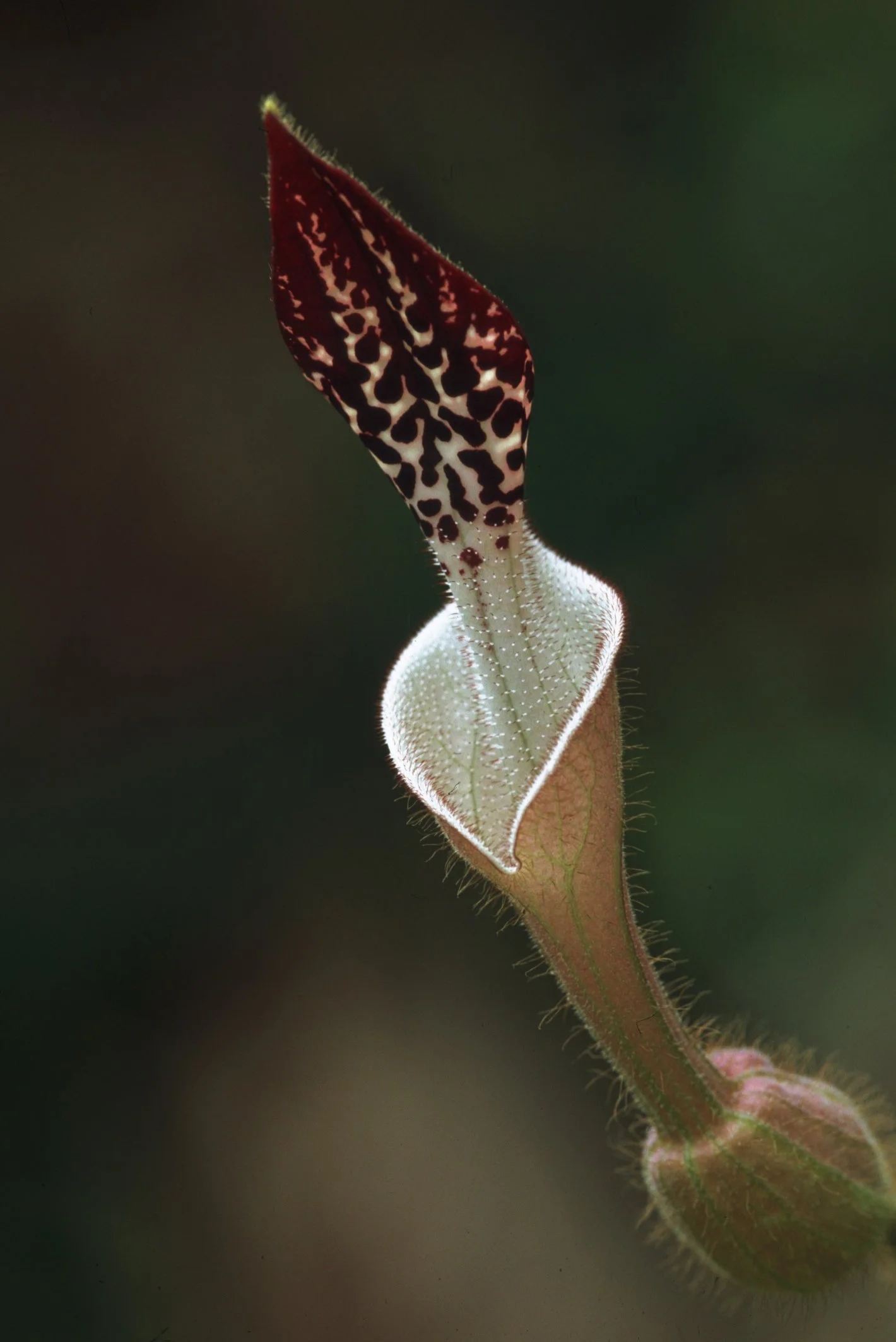 Nahaufnahme eines Skorpionblattes mit einem das Blatt umgebenden Tragblatt, das die charakteristische Musterung aufweist.