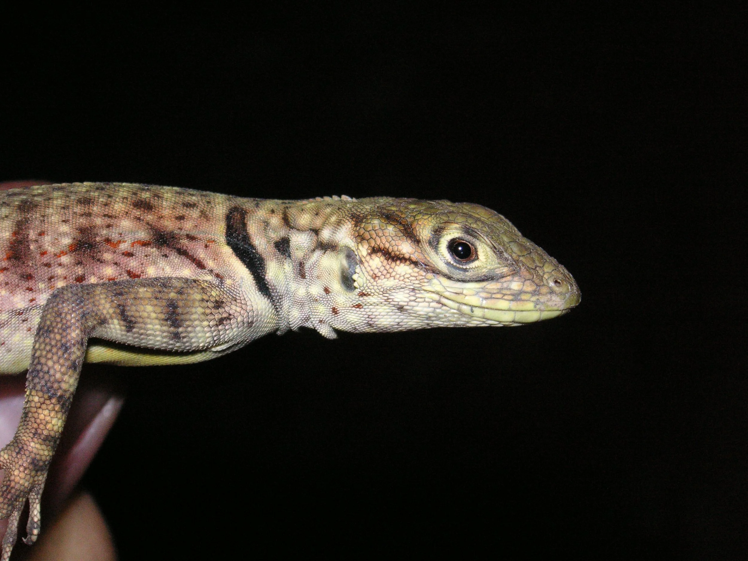 Reptilien Martin Jansen Bermejo 053.jpg