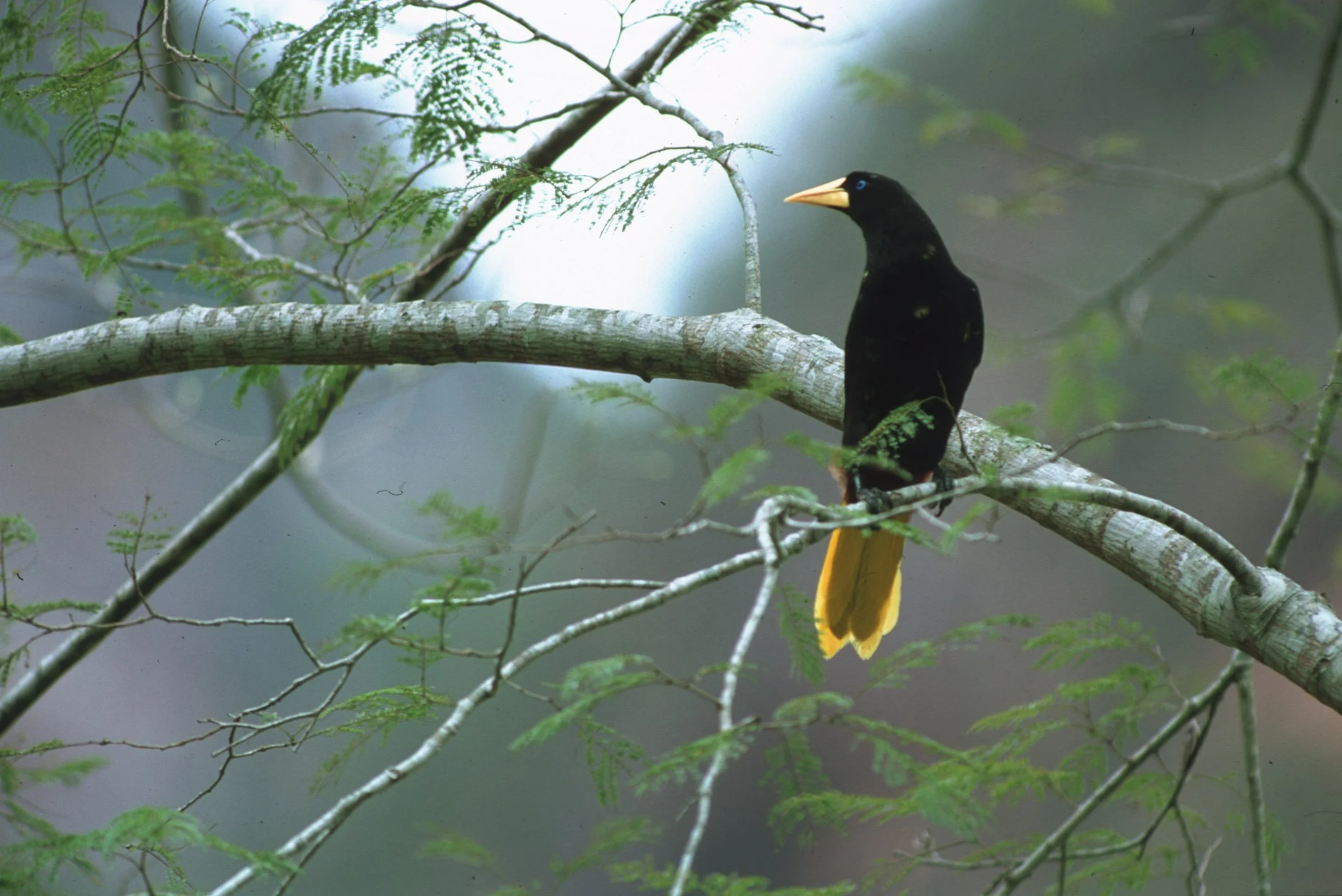 Ein schwarzer Vogel mit gelbem Schnabel und Schwanz sitzt auf einem Baumast in einem grünen, belaubten Baum.