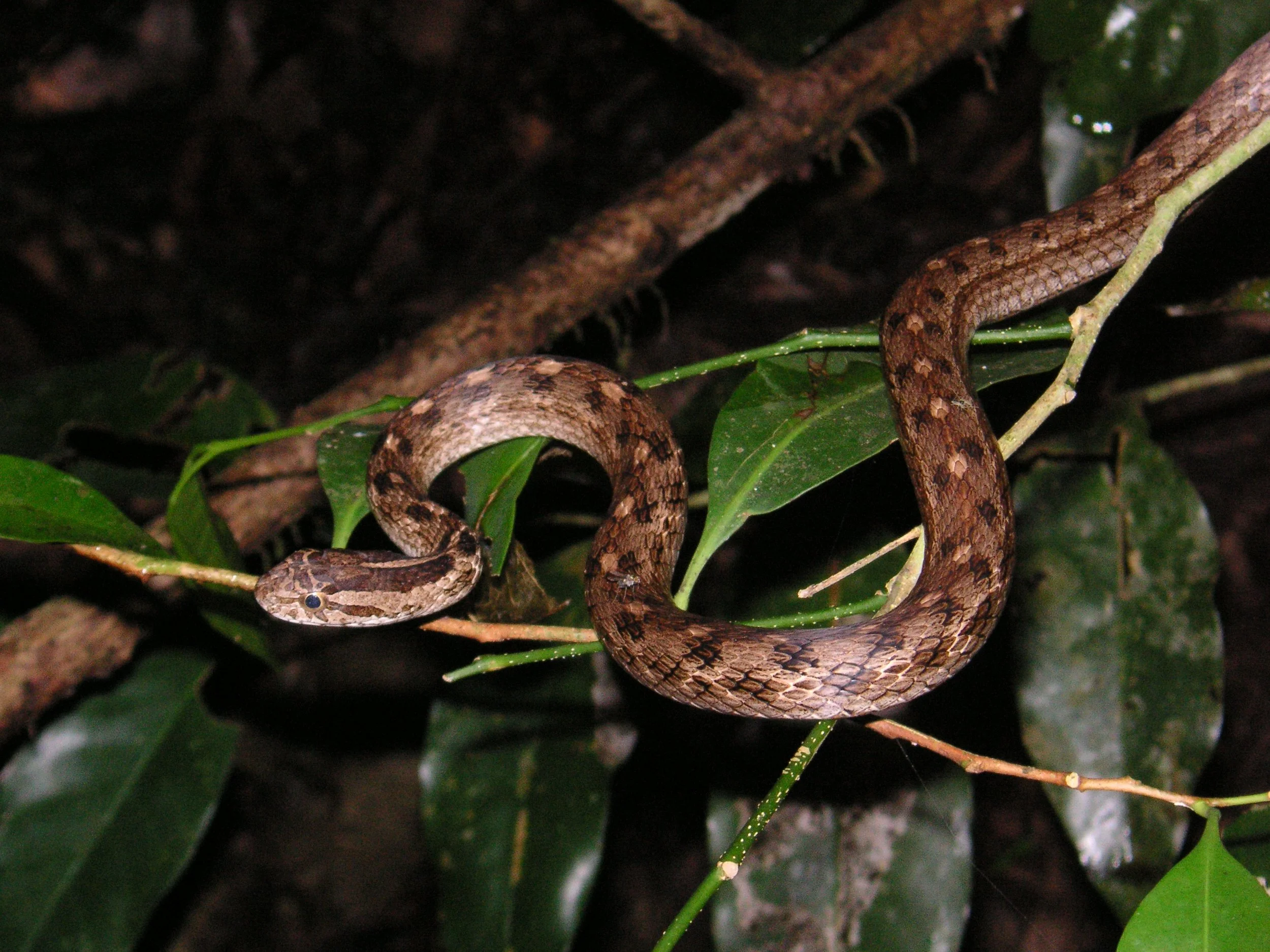 Reptilien Martin Jansen Bermejo 050.jpg