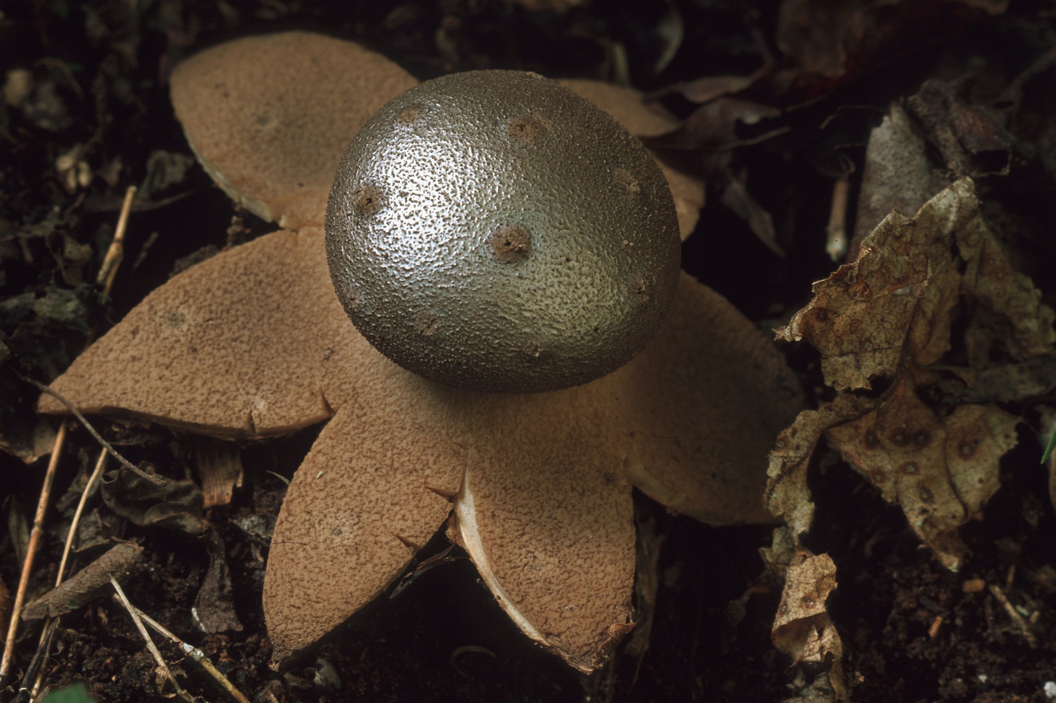 Ein Pilz mit einer runden, glänzenden Kuppel sitzt auf einem braunen, rauen Pilz im dunklen Waldboden, umgeben von Blättern und Erde.