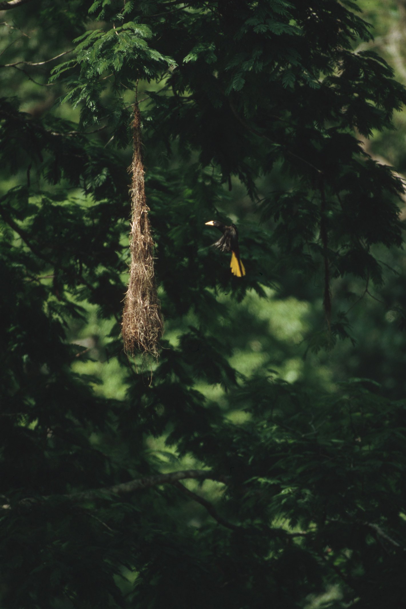 Ein schwarzer Vogel mit gelben Flügeln fliegt vor dunklen grünen Baumblättern, in einem Wald.