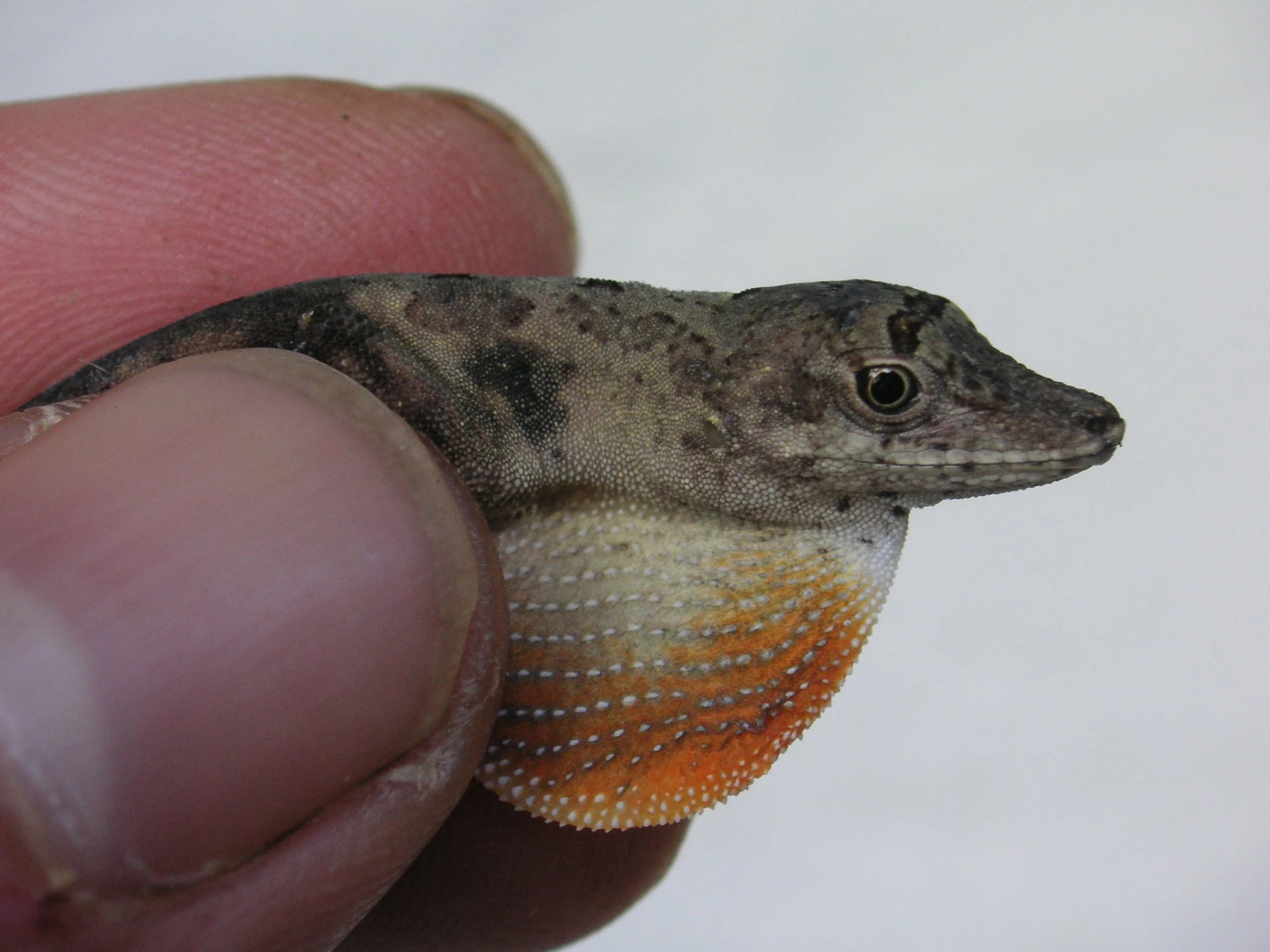 Reptilien Martin Jansen Bermejo 002.jpg