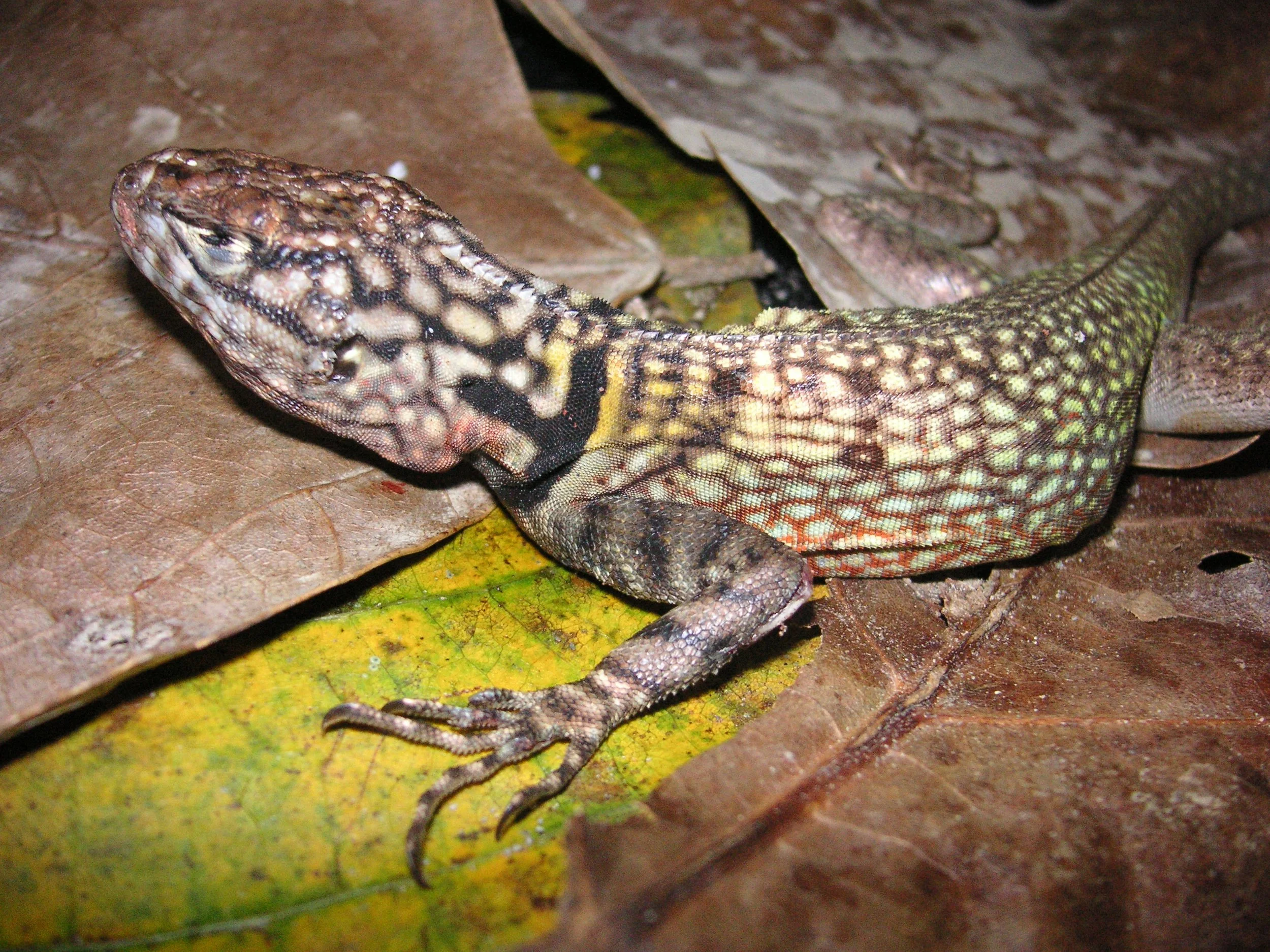 Reptilien Martin Jansen Bermejo 051.jpg