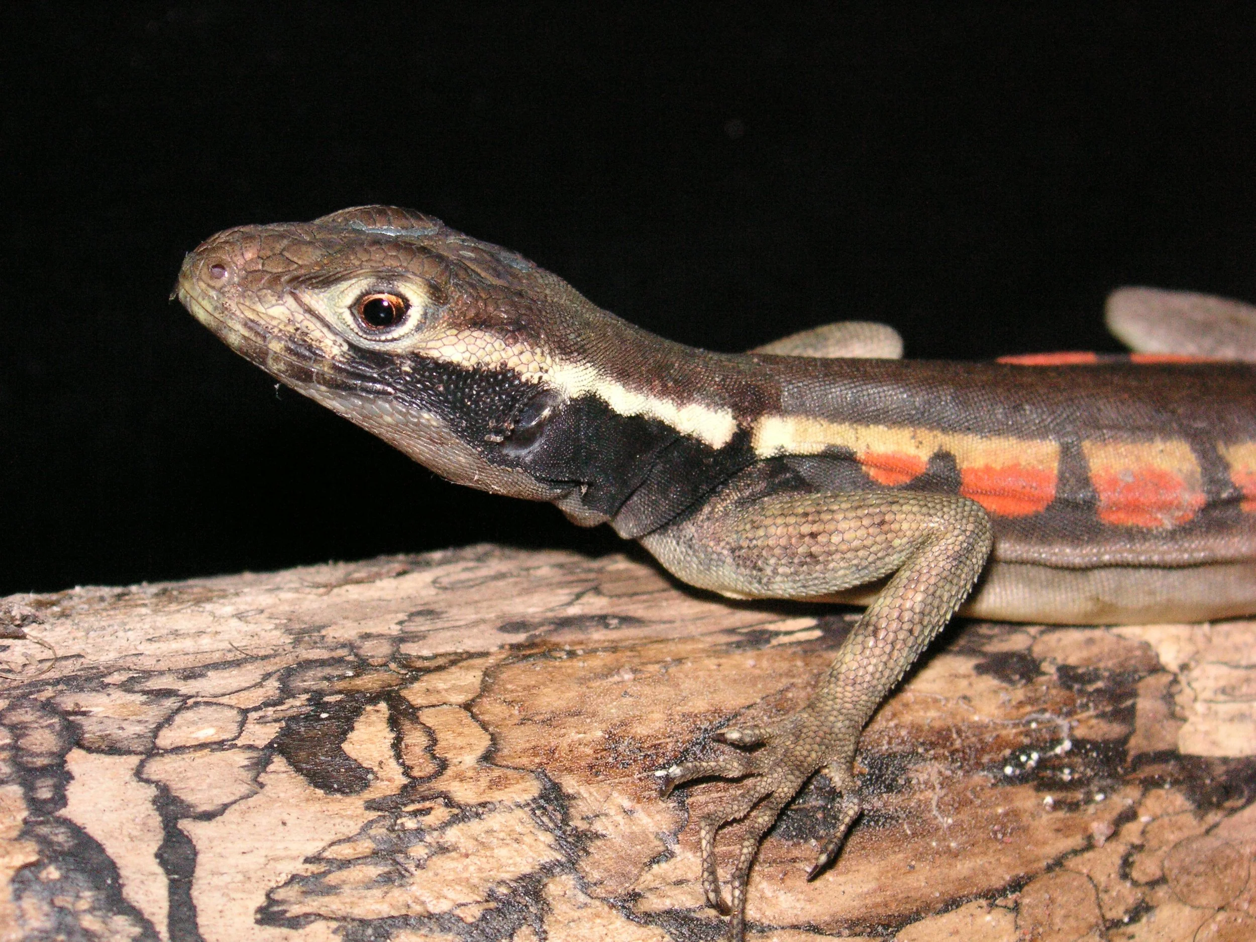 Reptilien Martin Jansen Bermejo 052.jpg