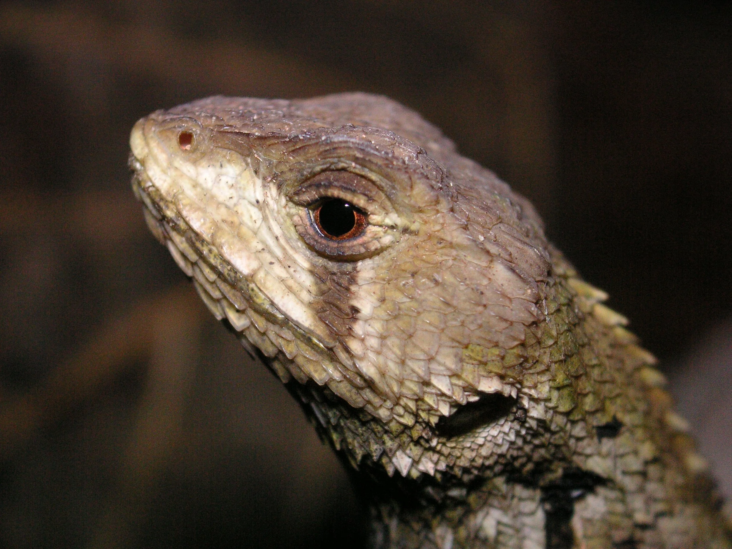 Reptilien Martin Jansen Bermejo 047.jpg