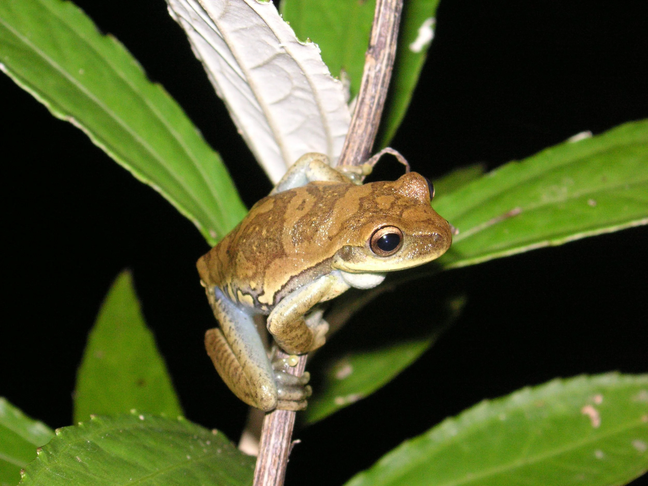 Reptilien Martin Jansen Bermejo 015.jpg