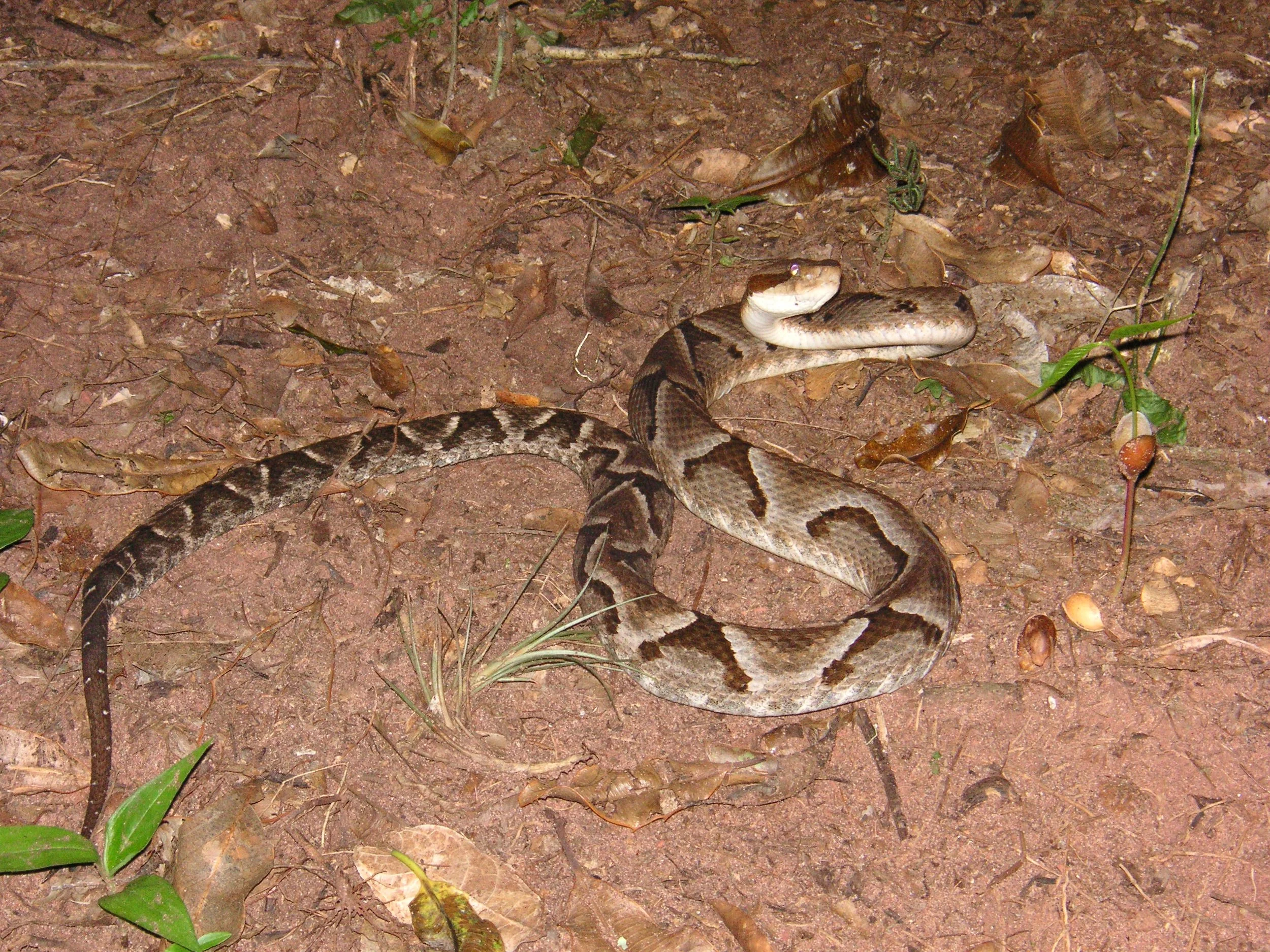 Reptilien Martin Jansen Bermejo 004.jpg