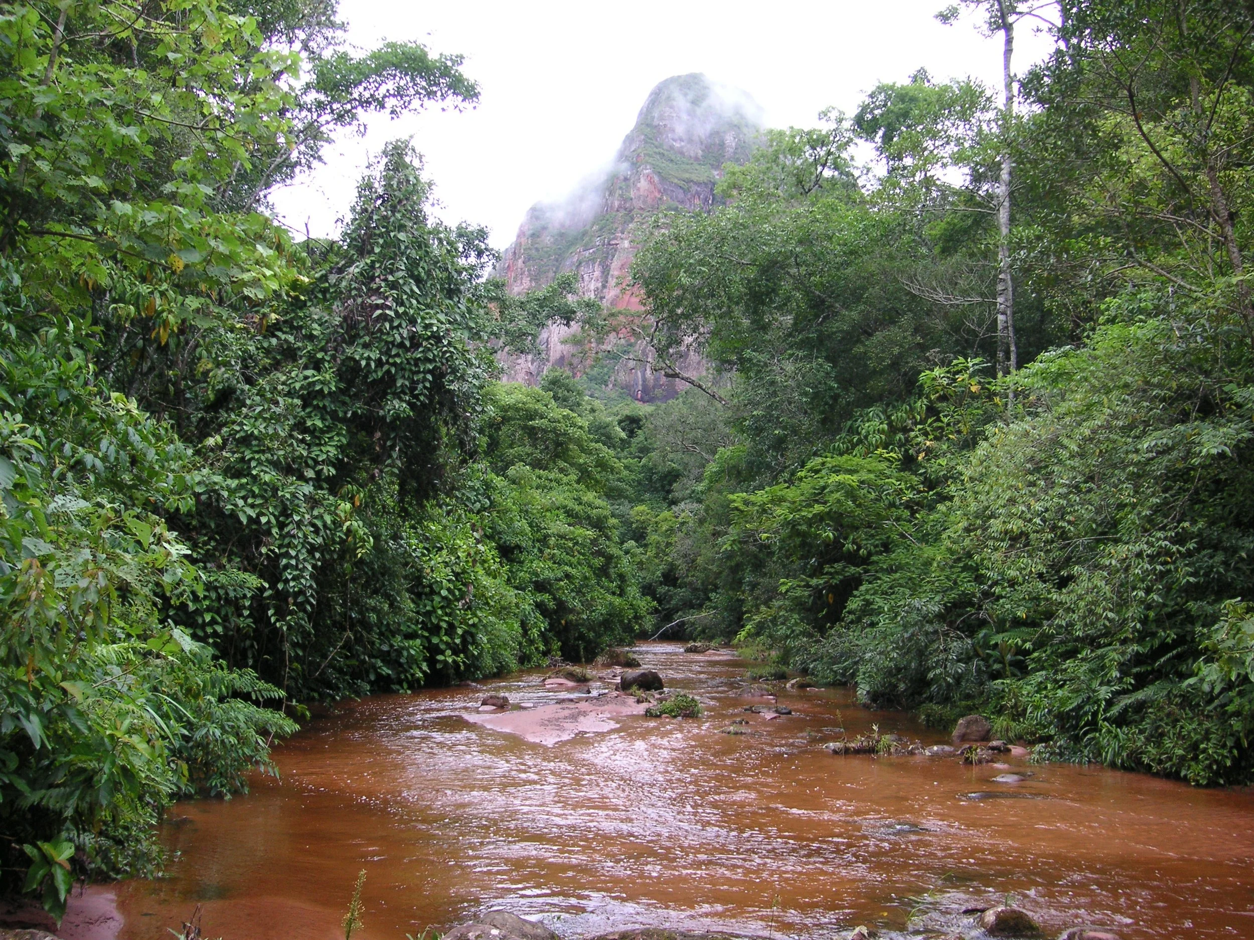 Ein Fluss fließt durch einen dichten, grünen Dschungel mit hohen Bäumen und einer felsigen Bergkette im Hintergrund, die von Nebel umhüllt ist.