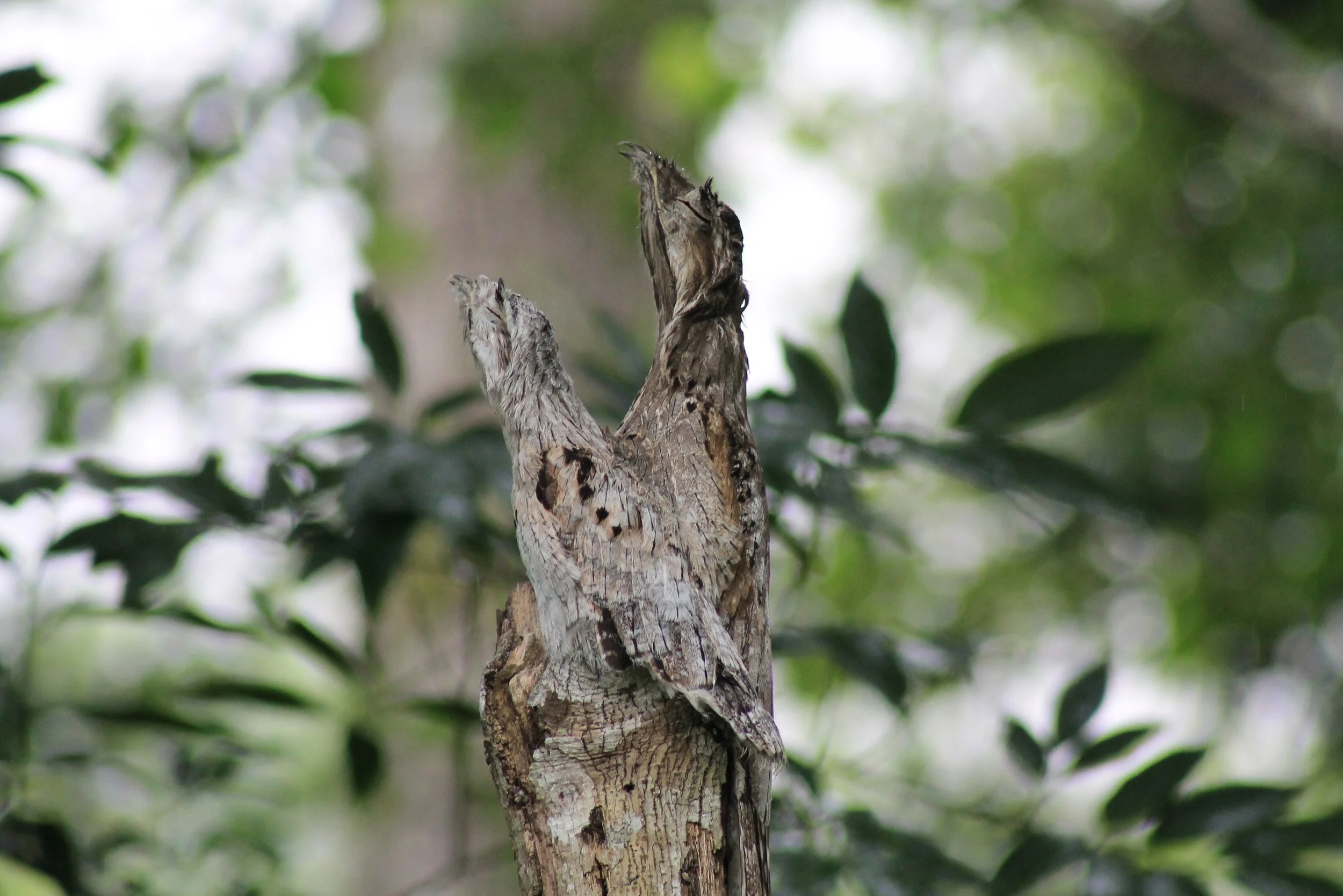 Guajojo con cria, Alejandro Roca.JPG