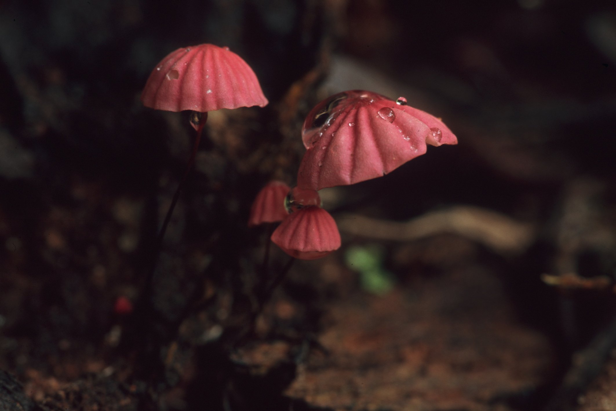 Rote Pilze mit kleinen Regentropfen auf den Köpfen wachsen im dunklen Waldboden.