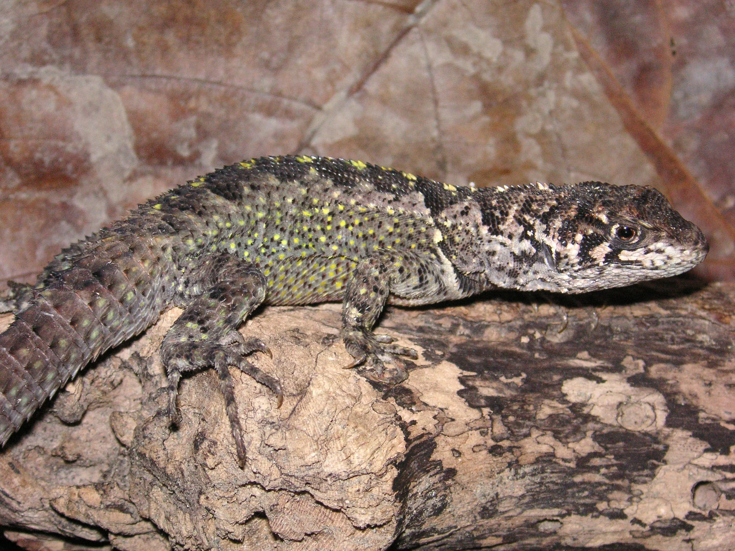 Reptilien Martin Jansen Bermejo 048.jpg