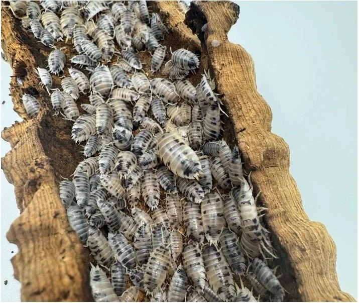 Dairy Cow Isopods