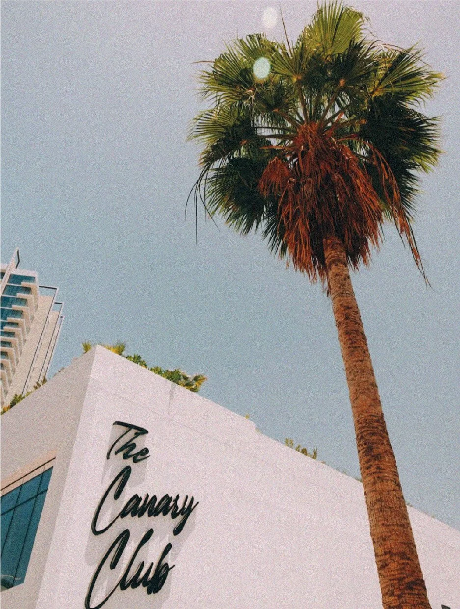 Canary Club - Branding Portfolio Site-03.jpg