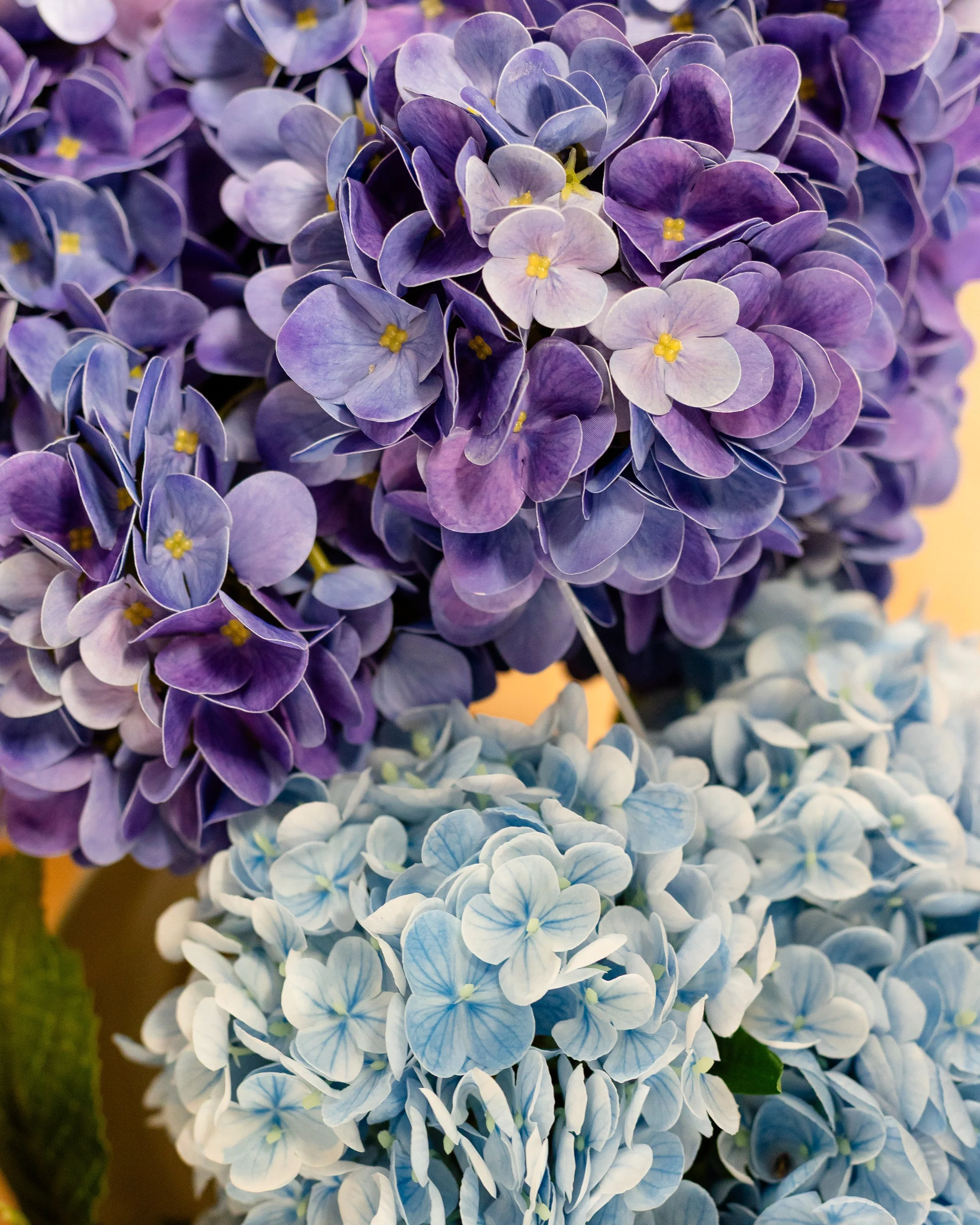 Close-up of purple and light blue hydrangea flowers.