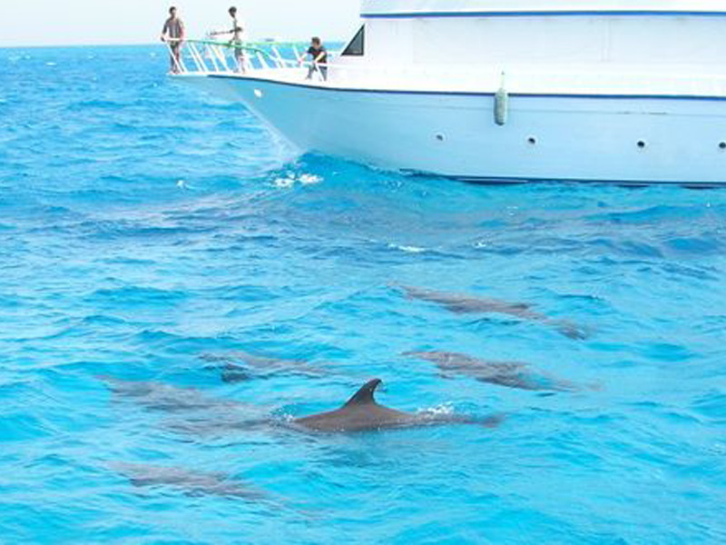 Snorkelling Tour and Swimming with Dolphins in Hurghada (2).png