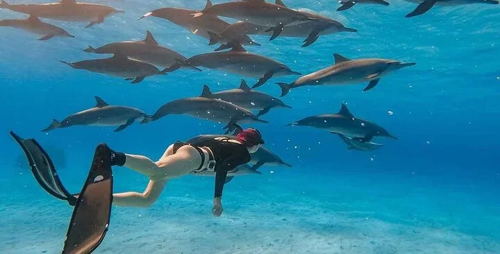 Dolphin-House-Swimming-with-Dolphins-1-e1738569332367.webp