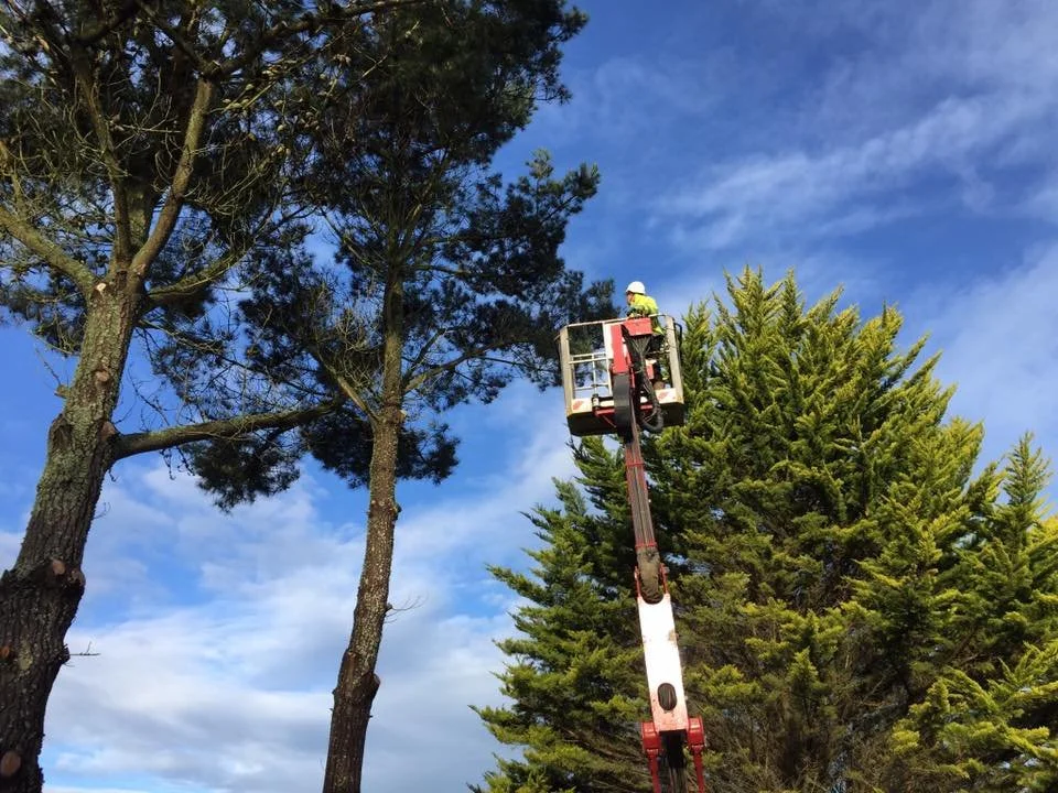 A worker in a yellow safety vest and helmet operating a cherry picker platform, trimming or inspecting a tall pine tree outdoors on a clear day.