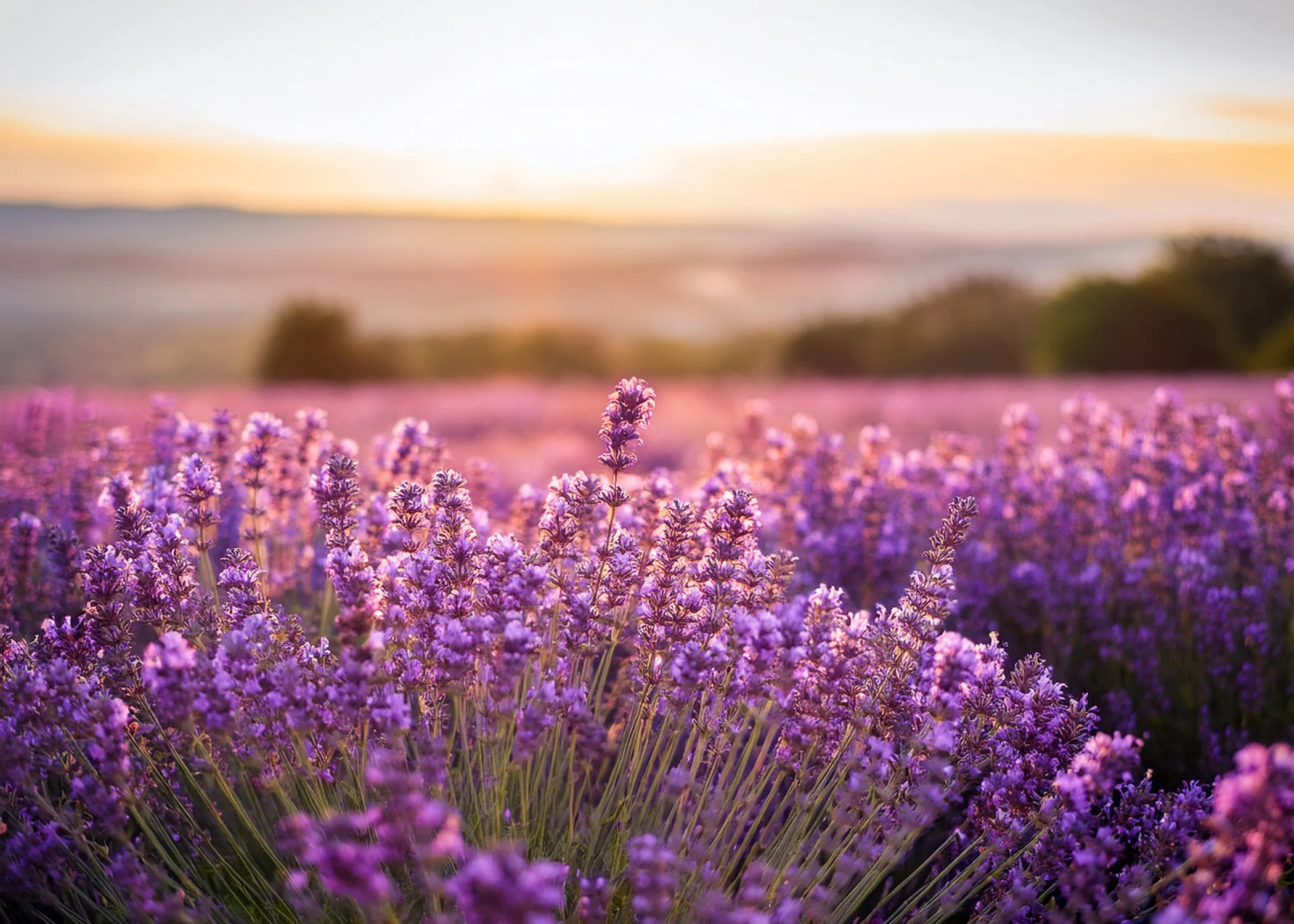 Lavender.jpg