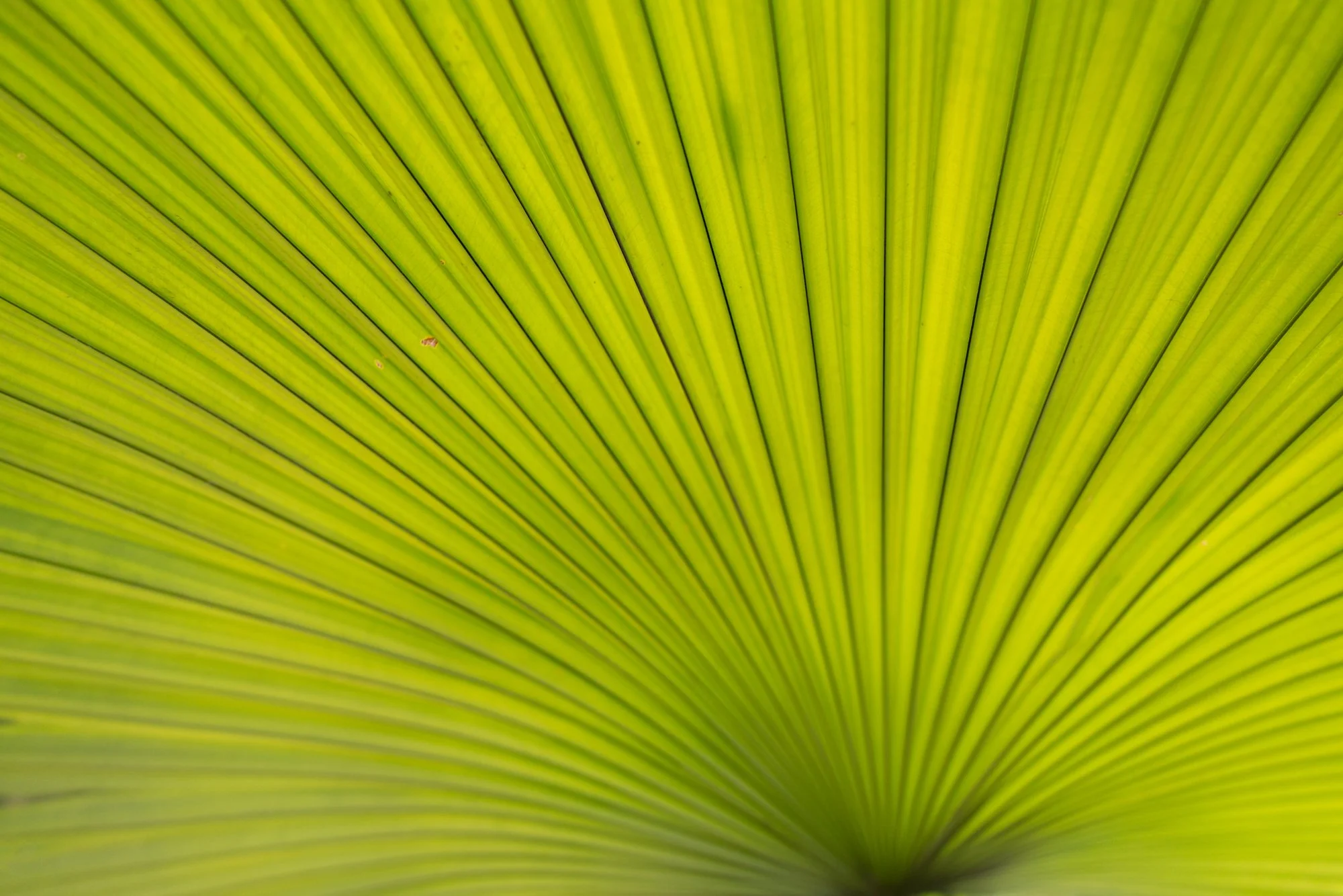 Botanical Photography_01.jpg