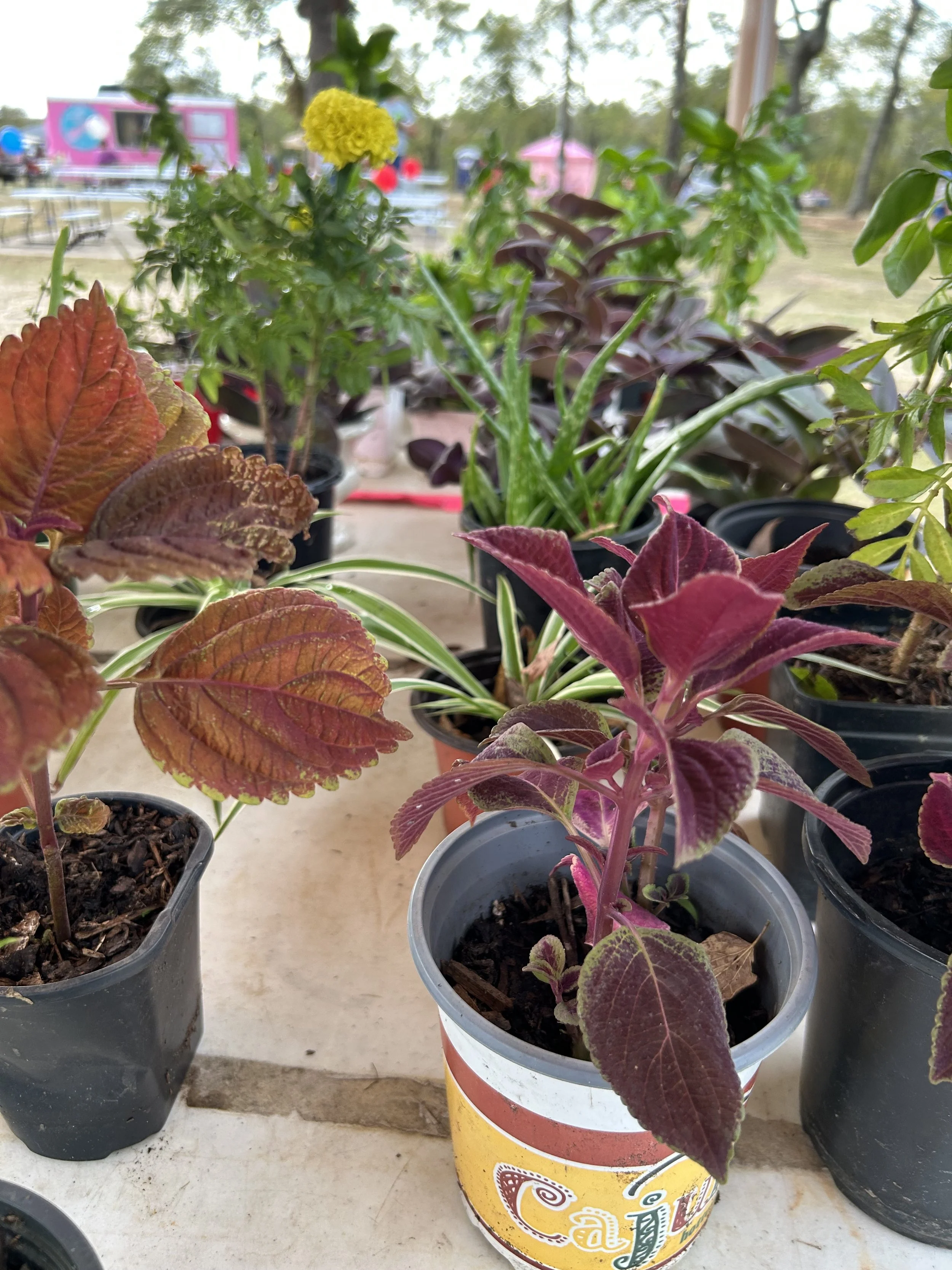 plants.jpeg