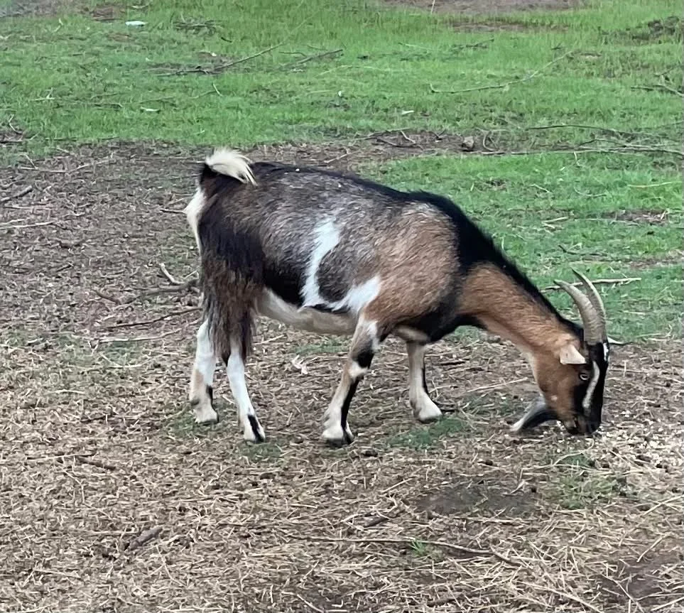 goats.jpeg