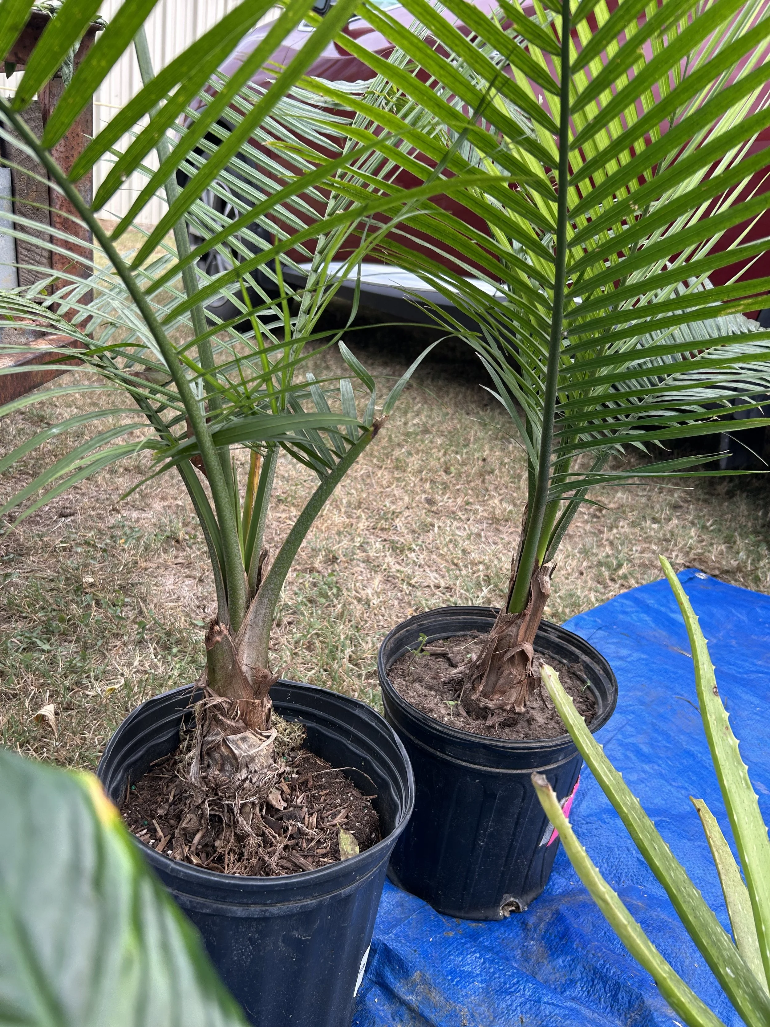 plants.jpeg
