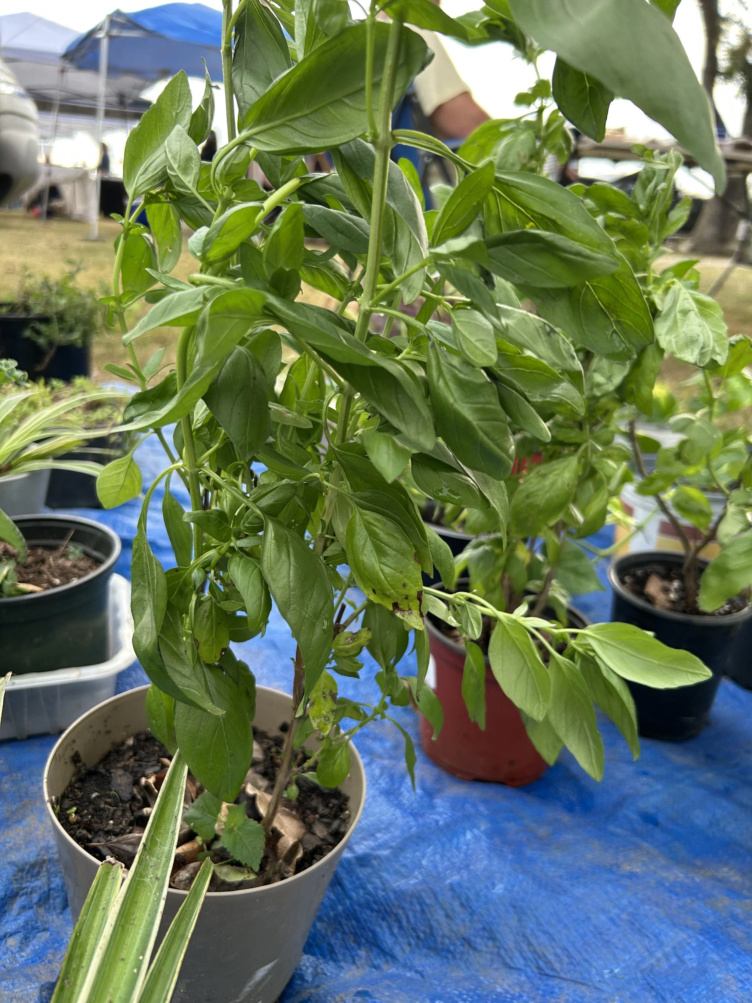 plants.jpeg