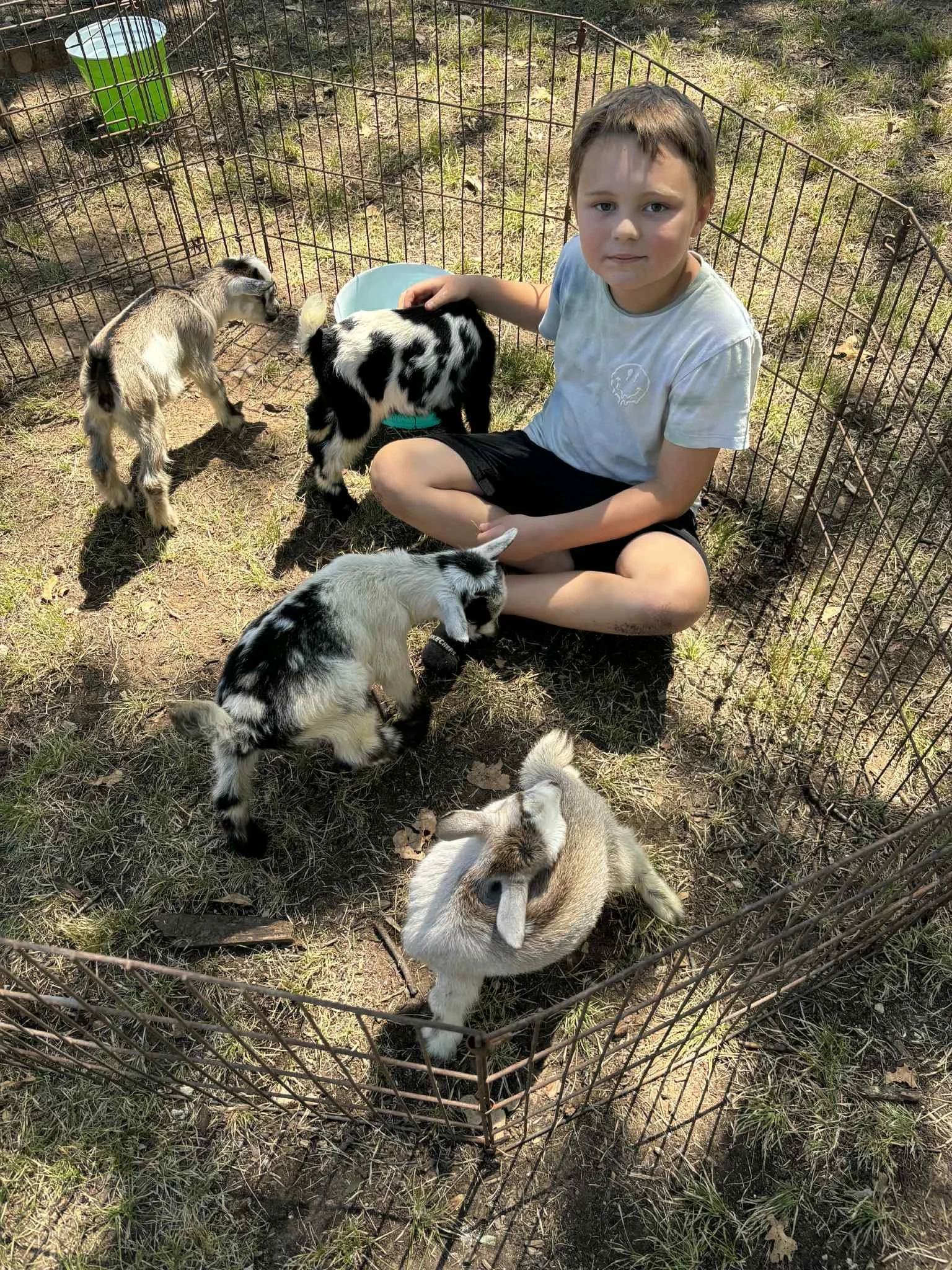 goats2.jpeg