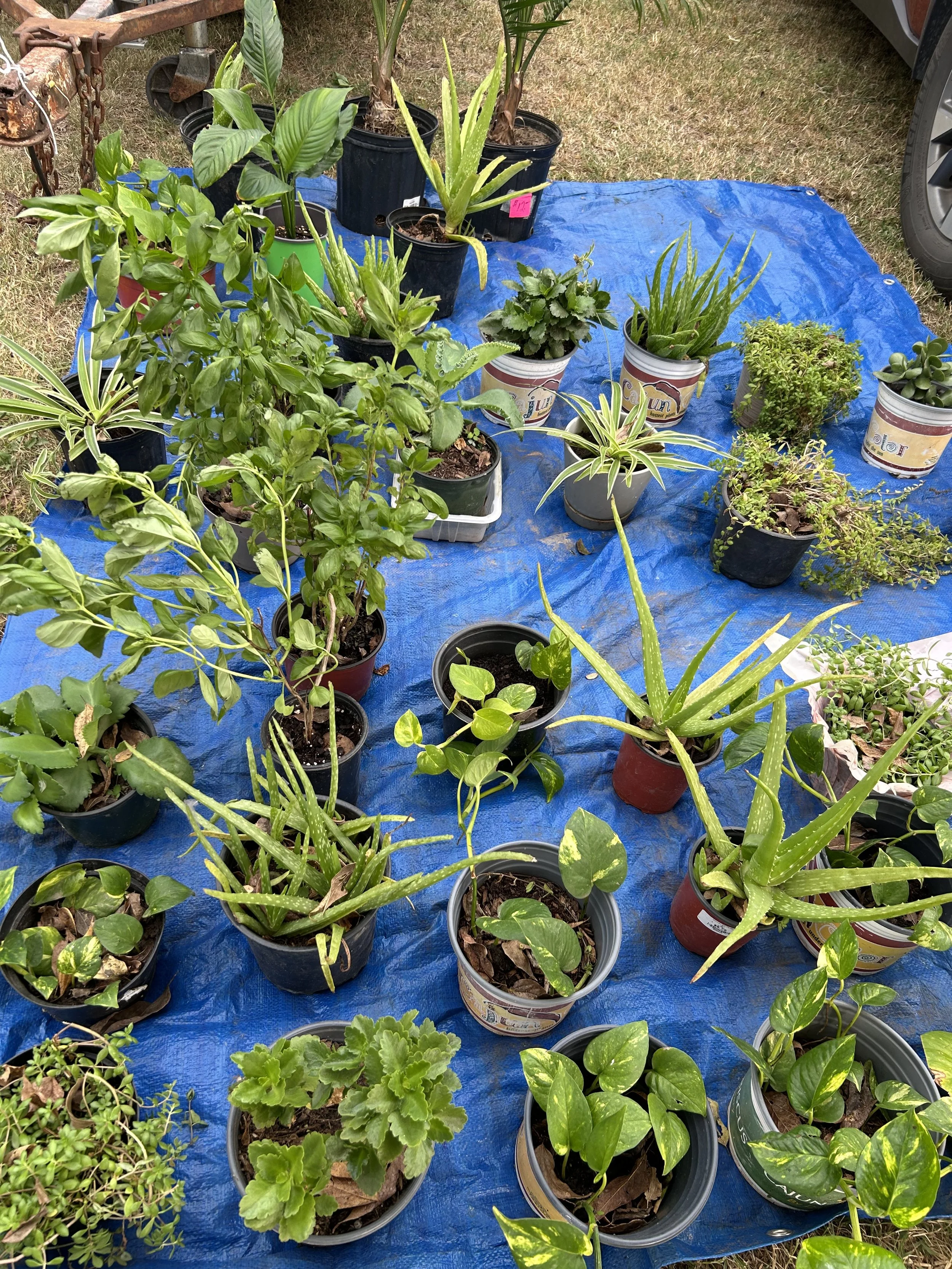plants.jpeg