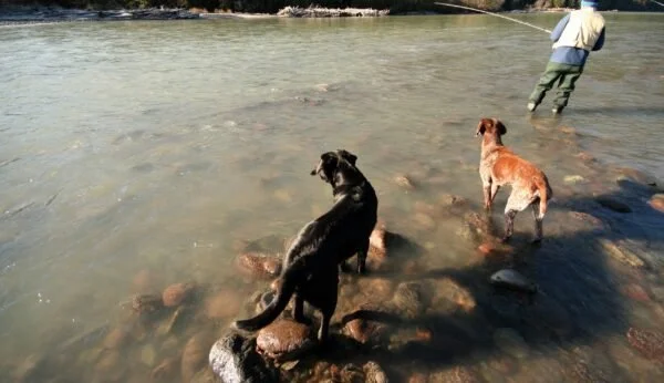 3 Reasons Your Dog Wants to Visit Webster County