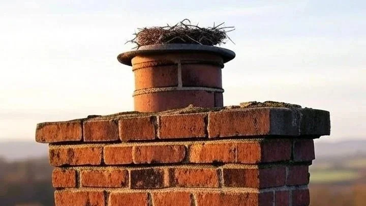 Bird Nest & Blockage Removal