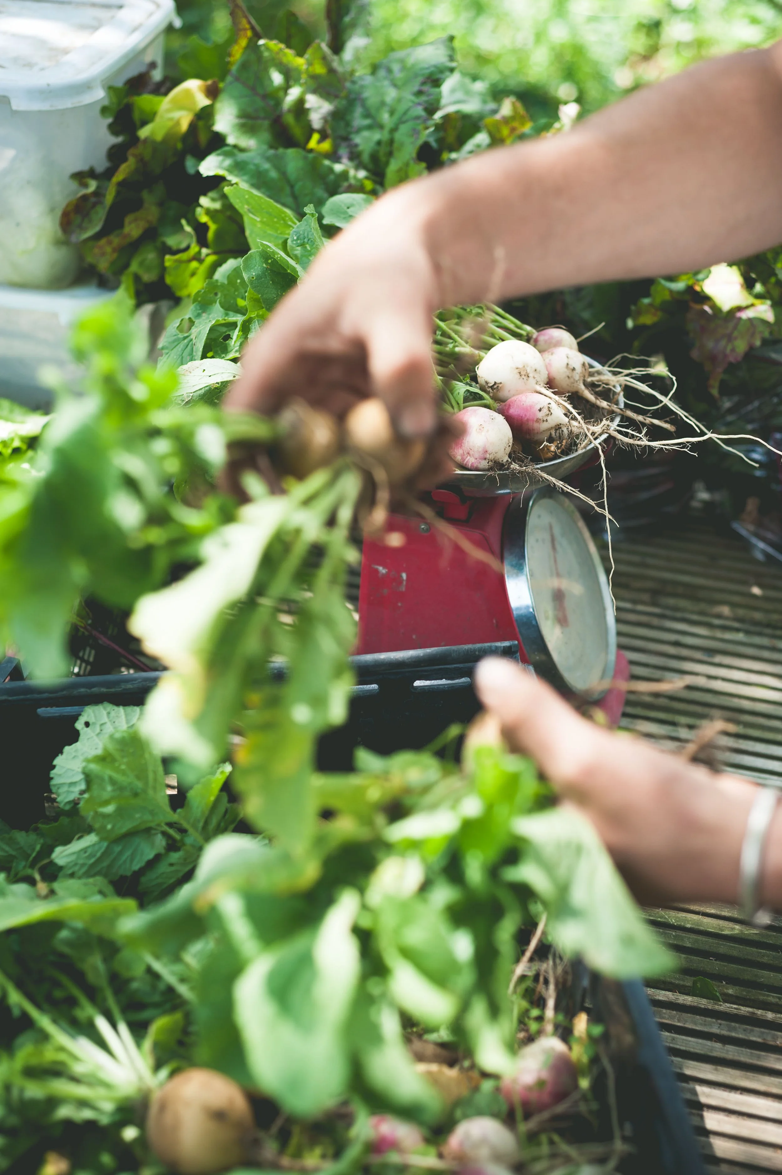 weighing-radishes.jpg