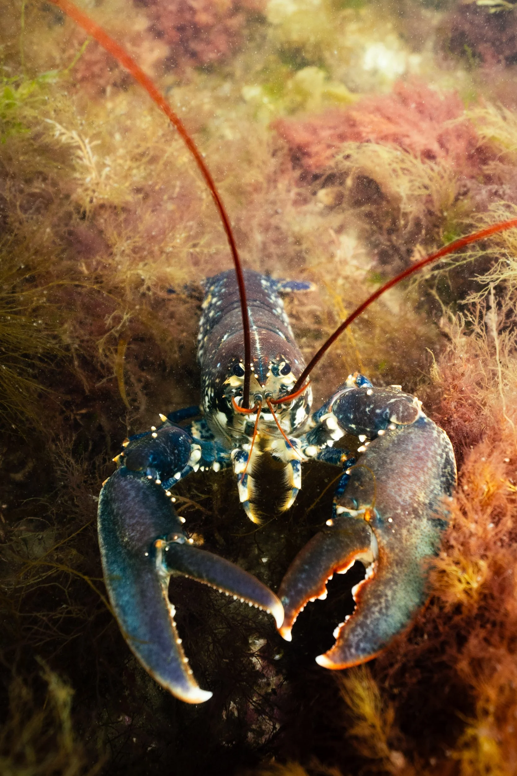 lobster-1-2.jpg