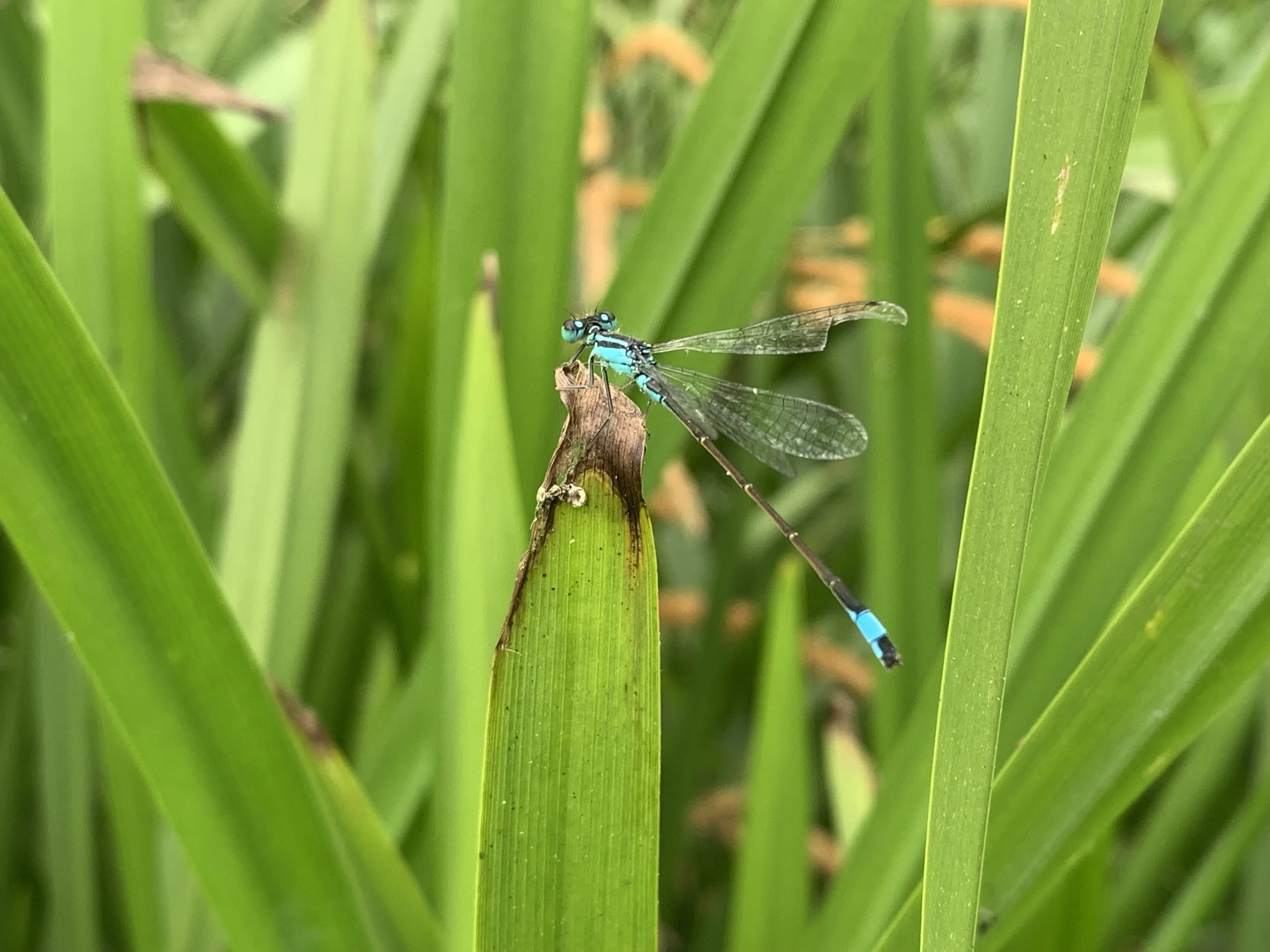 Dragonfly; photo by Hendrik Geyer