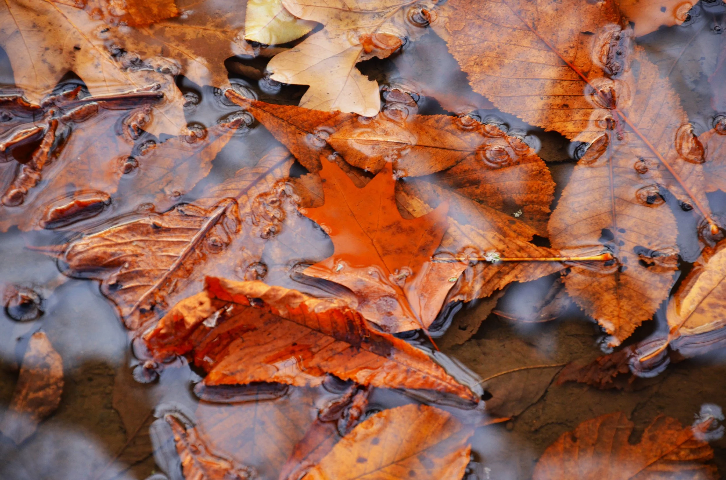 Autumn leafs; photo by Katharina Bölke
