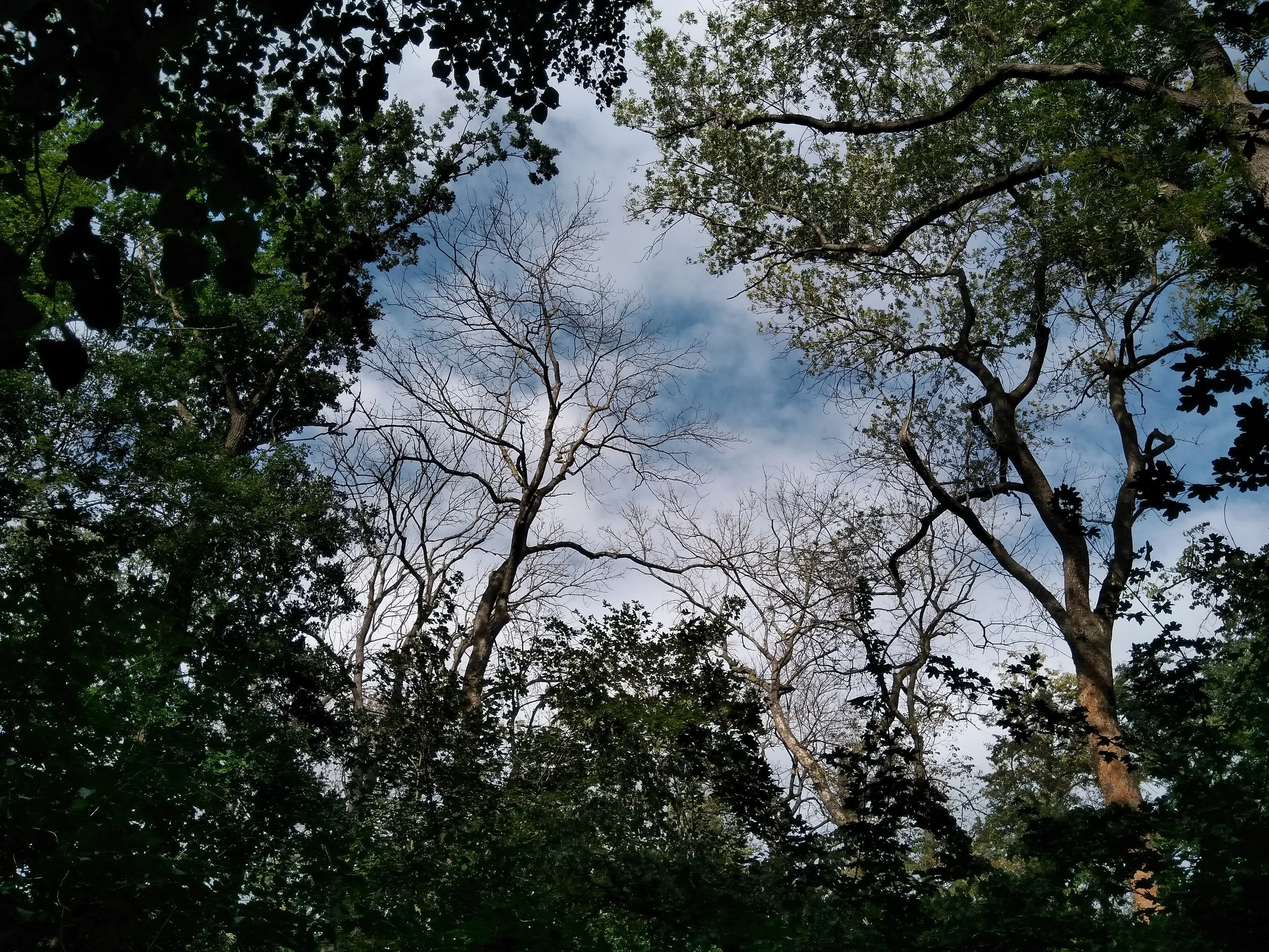 Canopy in the Leipzig floodplain forest; photo by Rolf Engelmann
