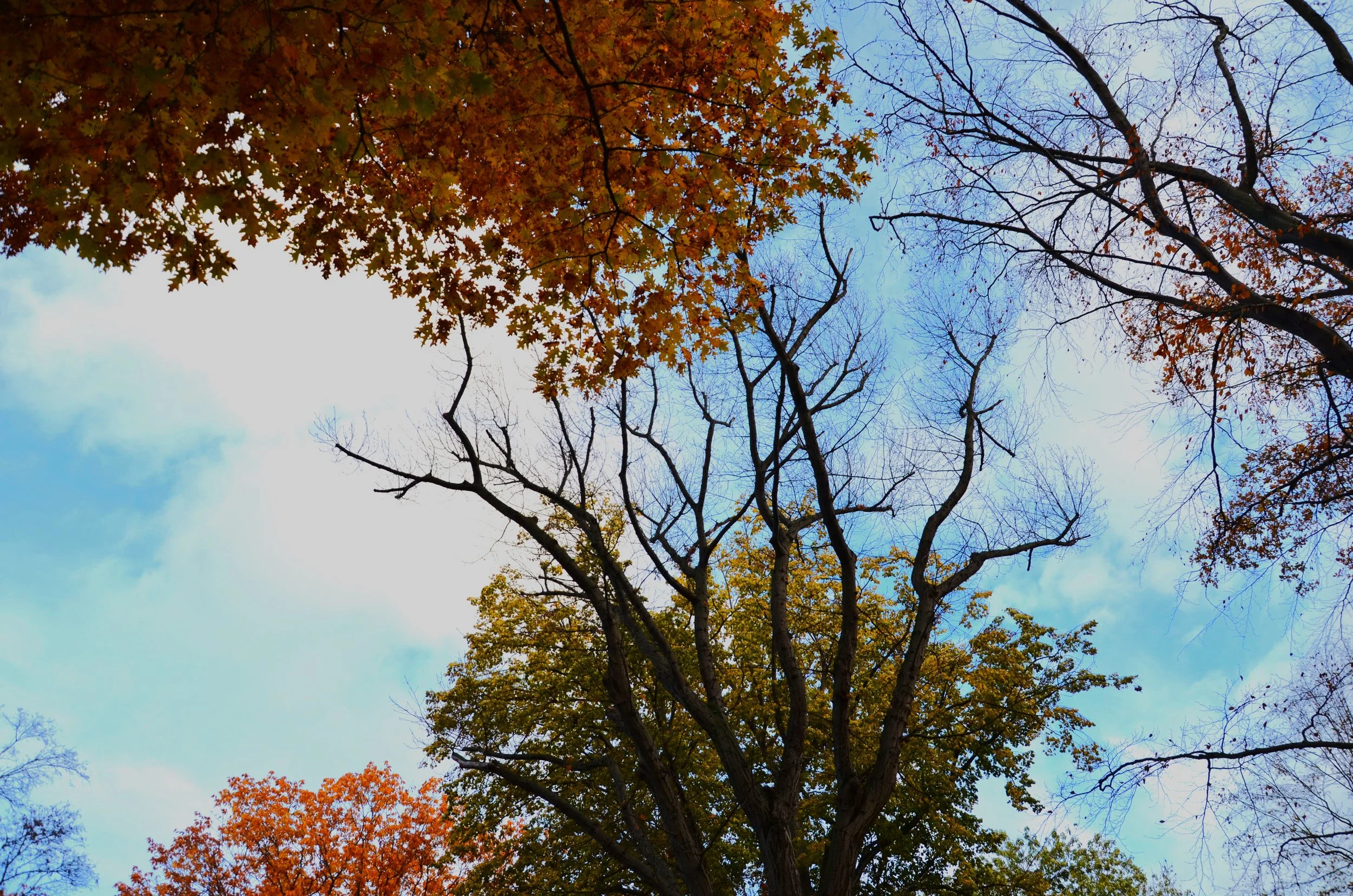 Canopy in the Leipzig flooplain forest; photo by Katharina Bölke