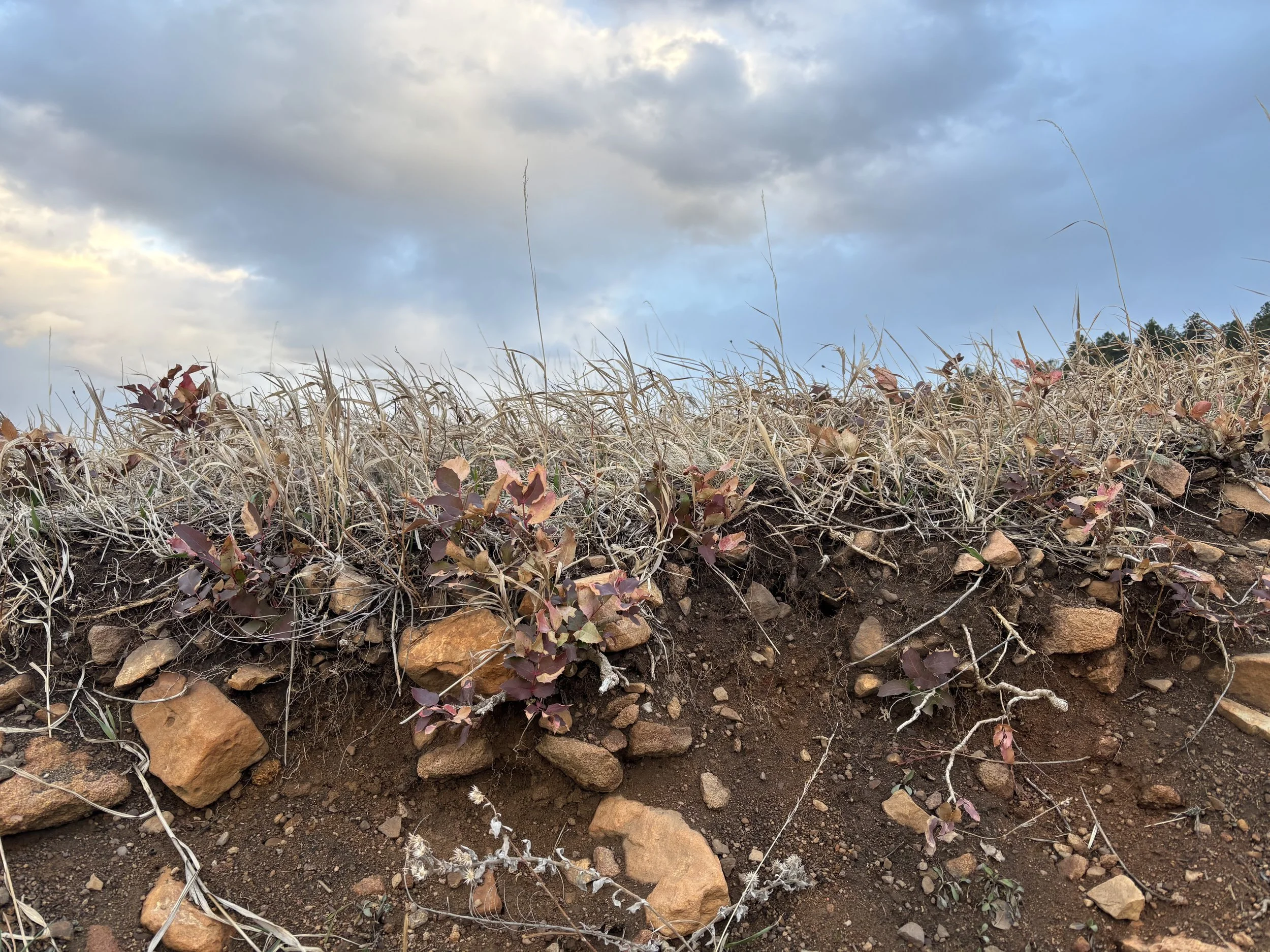 Grasses and soil in Boulder, Colorado; photo by Karl Andraczek
