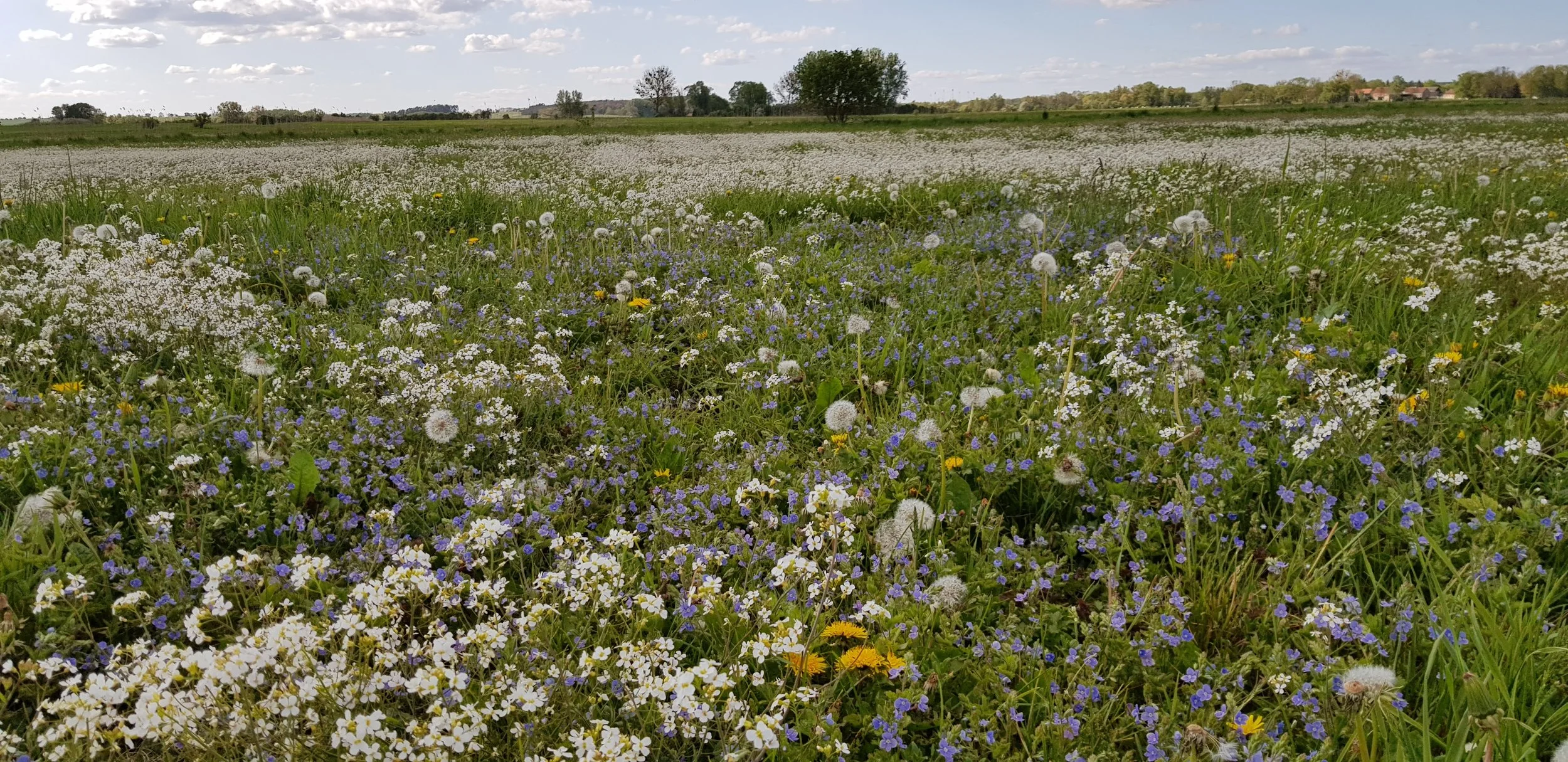 Grassland in the Schorfheide Chorin, as part of the Biodiversity Exploratories; photo by Victoria Henning